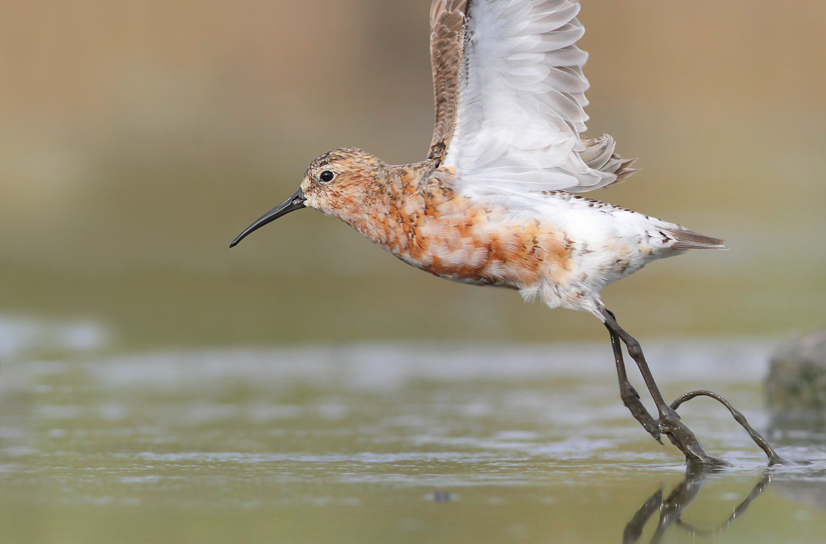 Sanderling