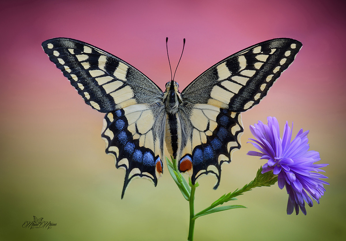 The beauty of Nature