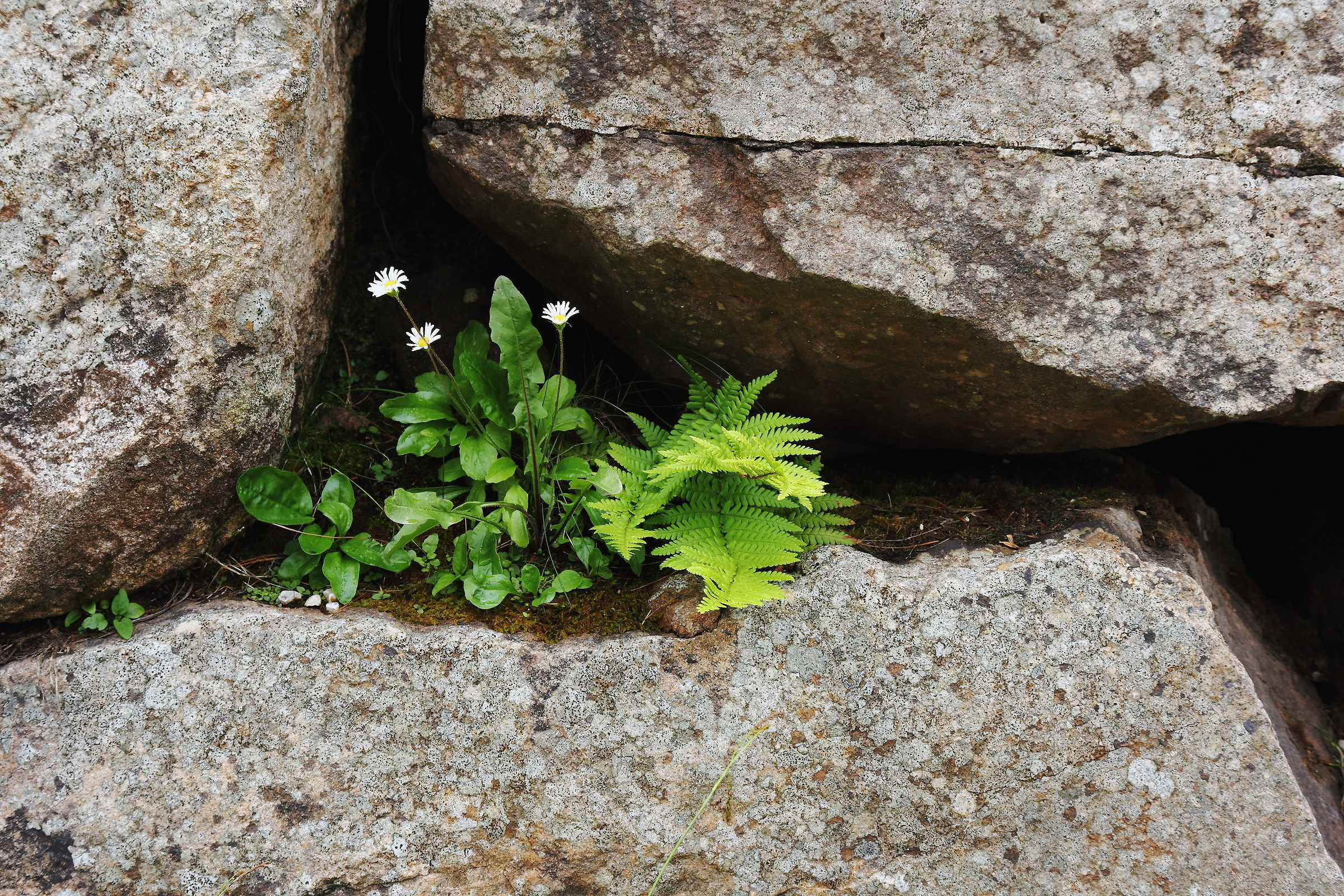 Vita Grama at Lavazè Pass