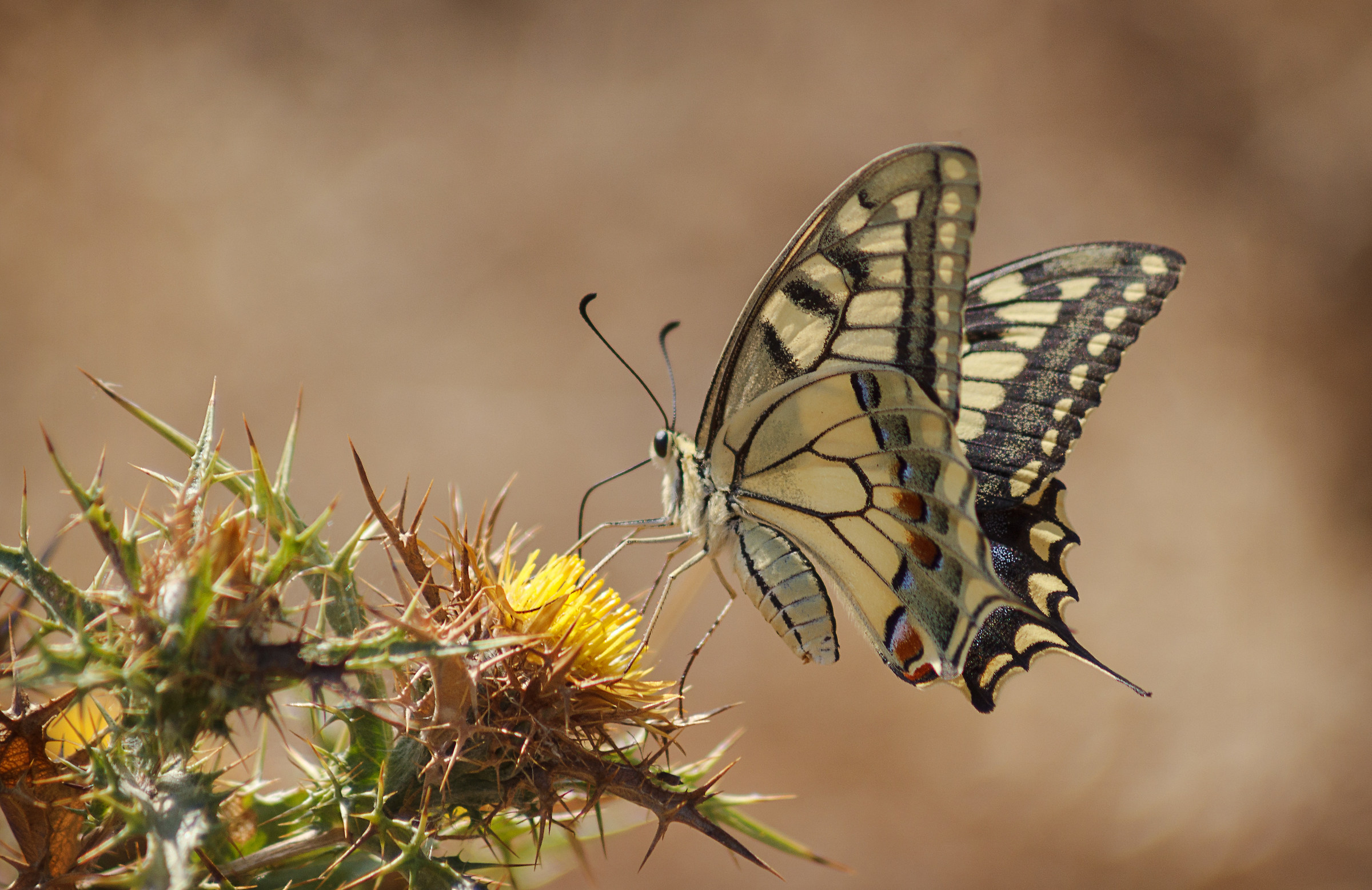 Macaone-Papilio machaon