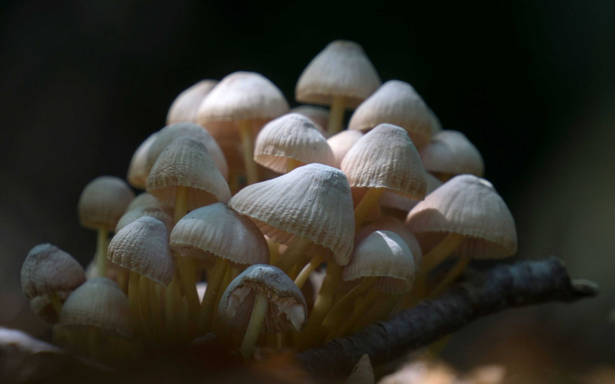 Coprinellus Disseminatus - Monte Ebro (al)