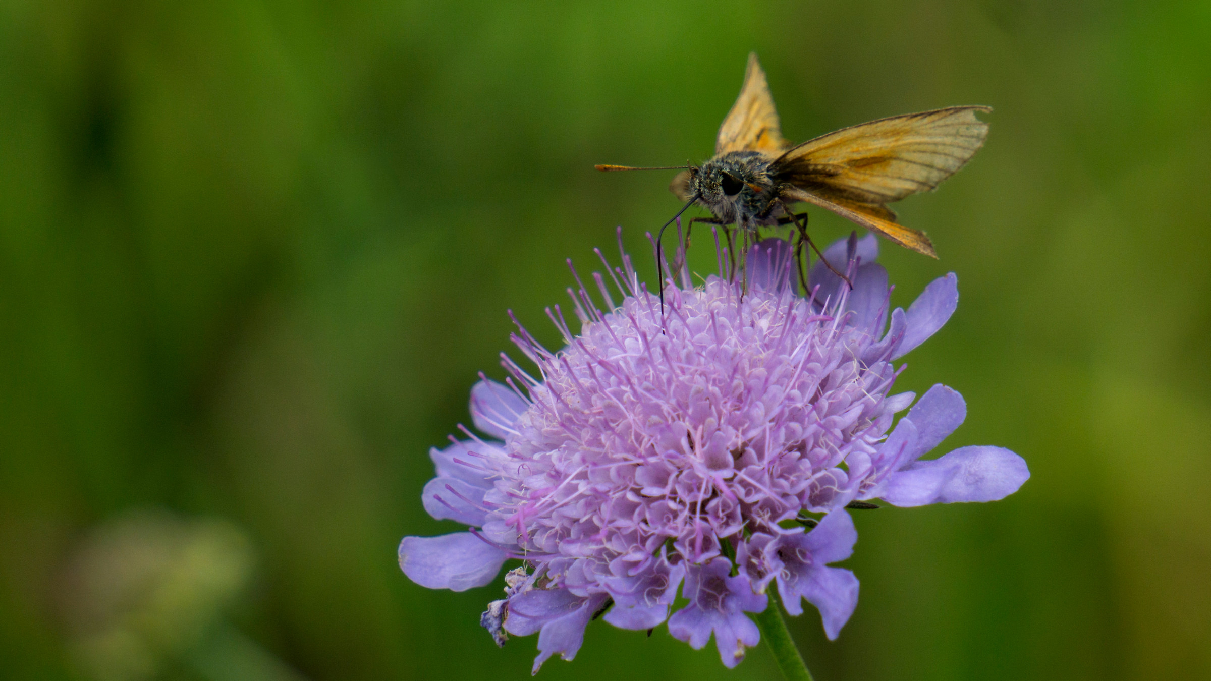 Hesperia su Ambretta - Monte Carmo (al)