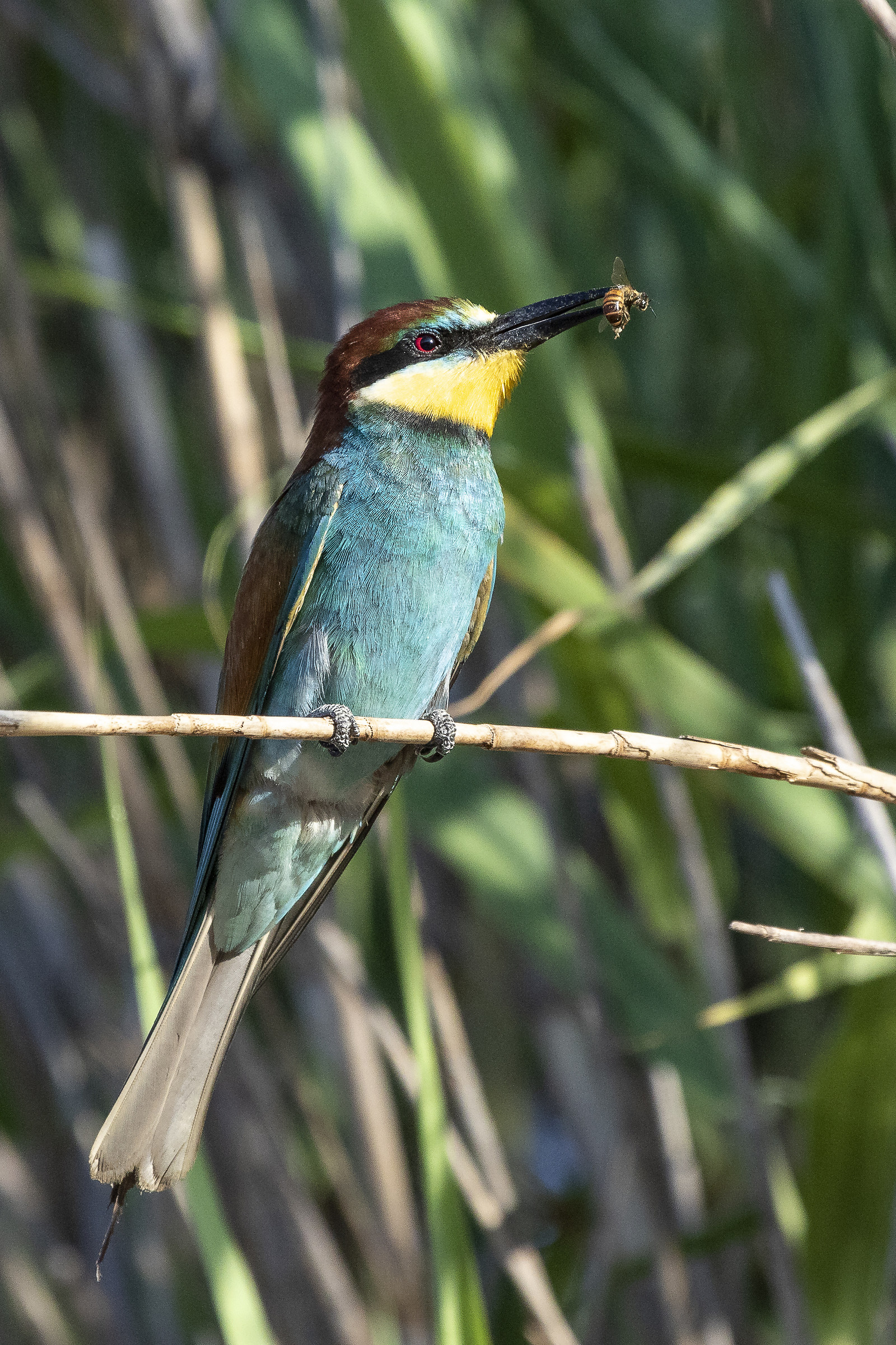 Bee-eater