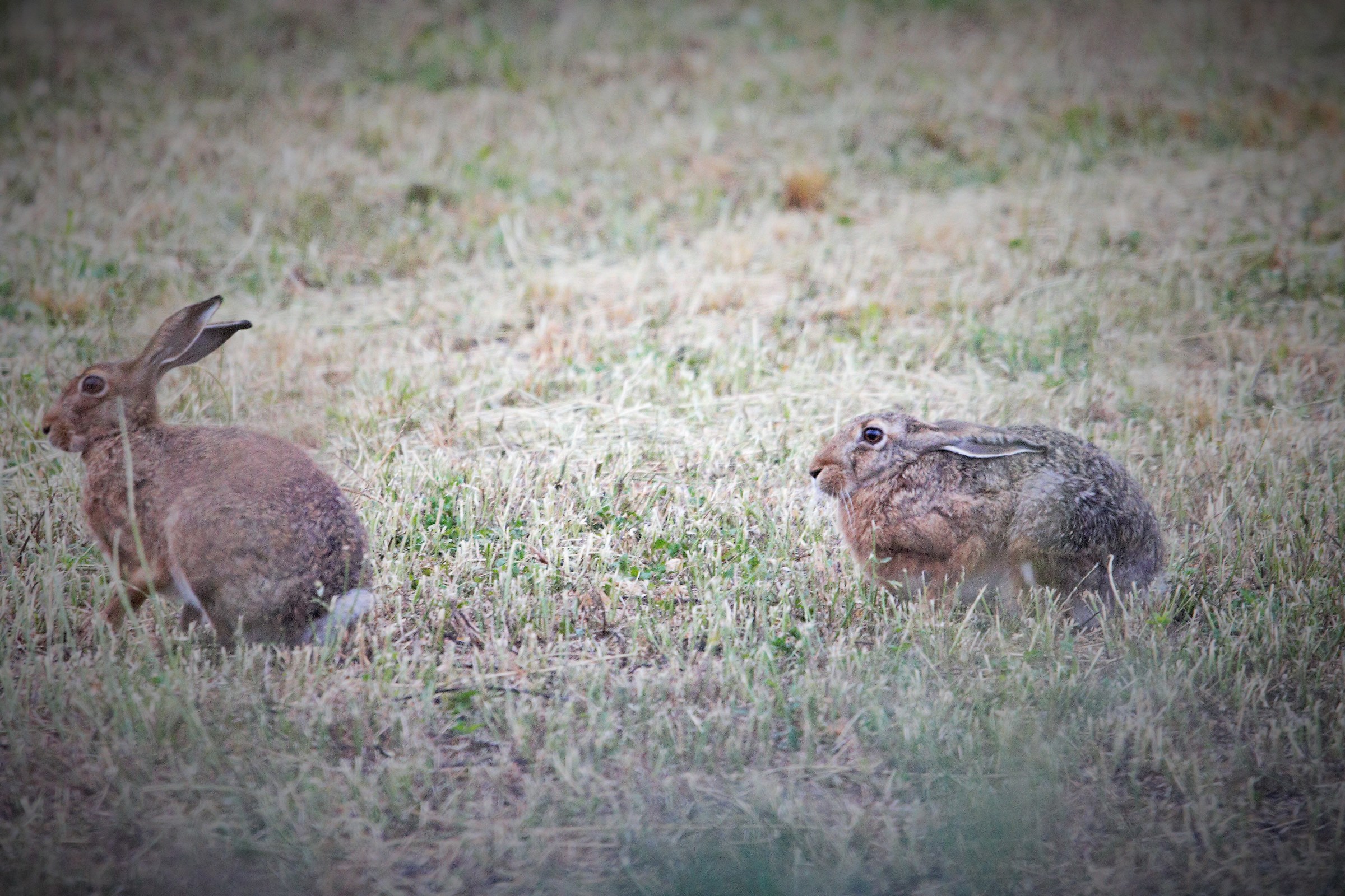 Hares walking
