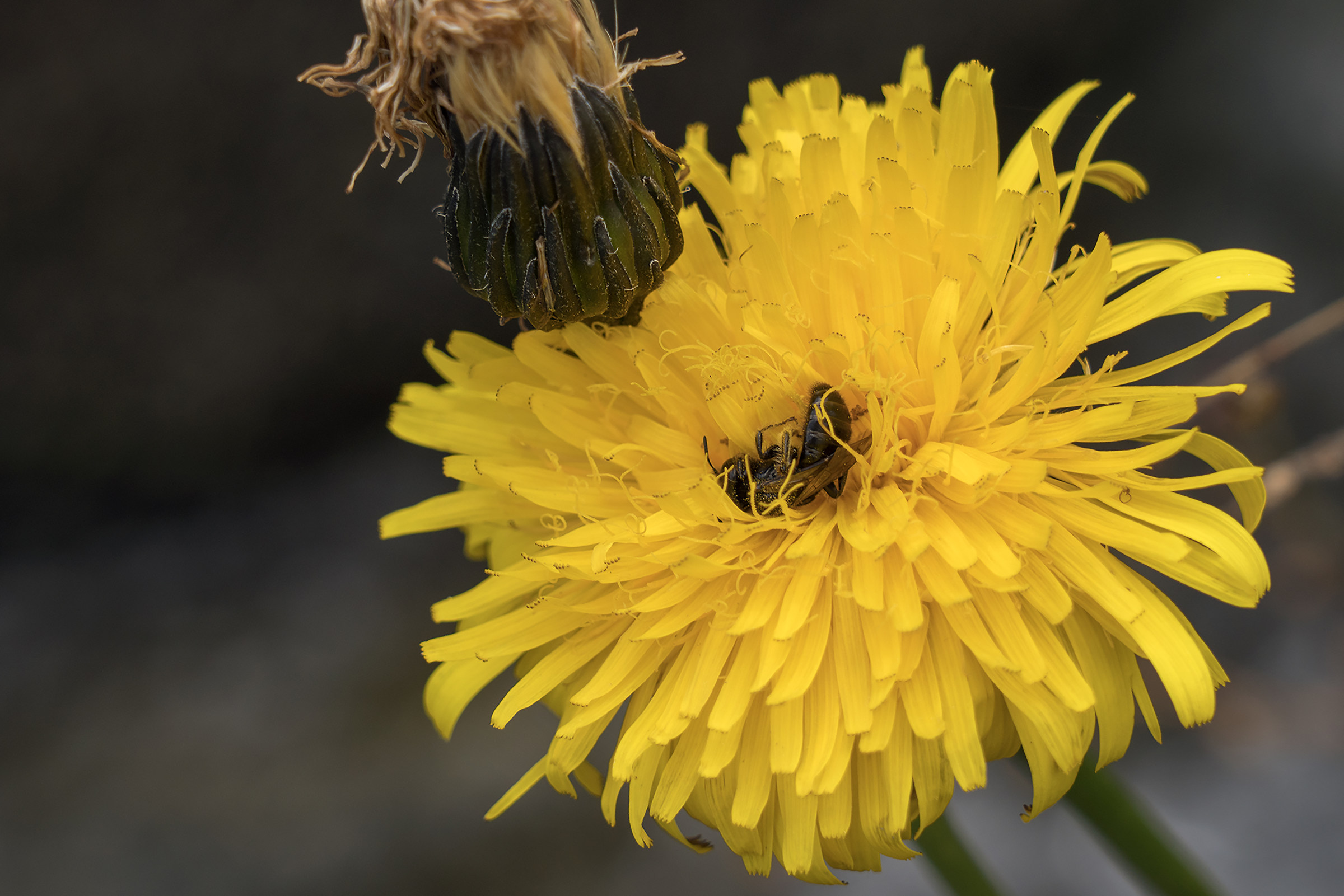 un'apina addormentata su un fiore