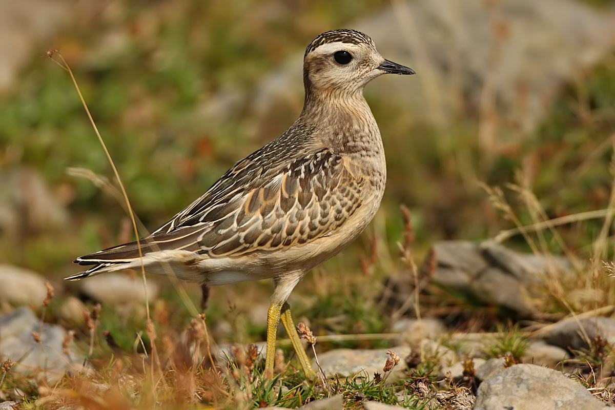 Dotterel