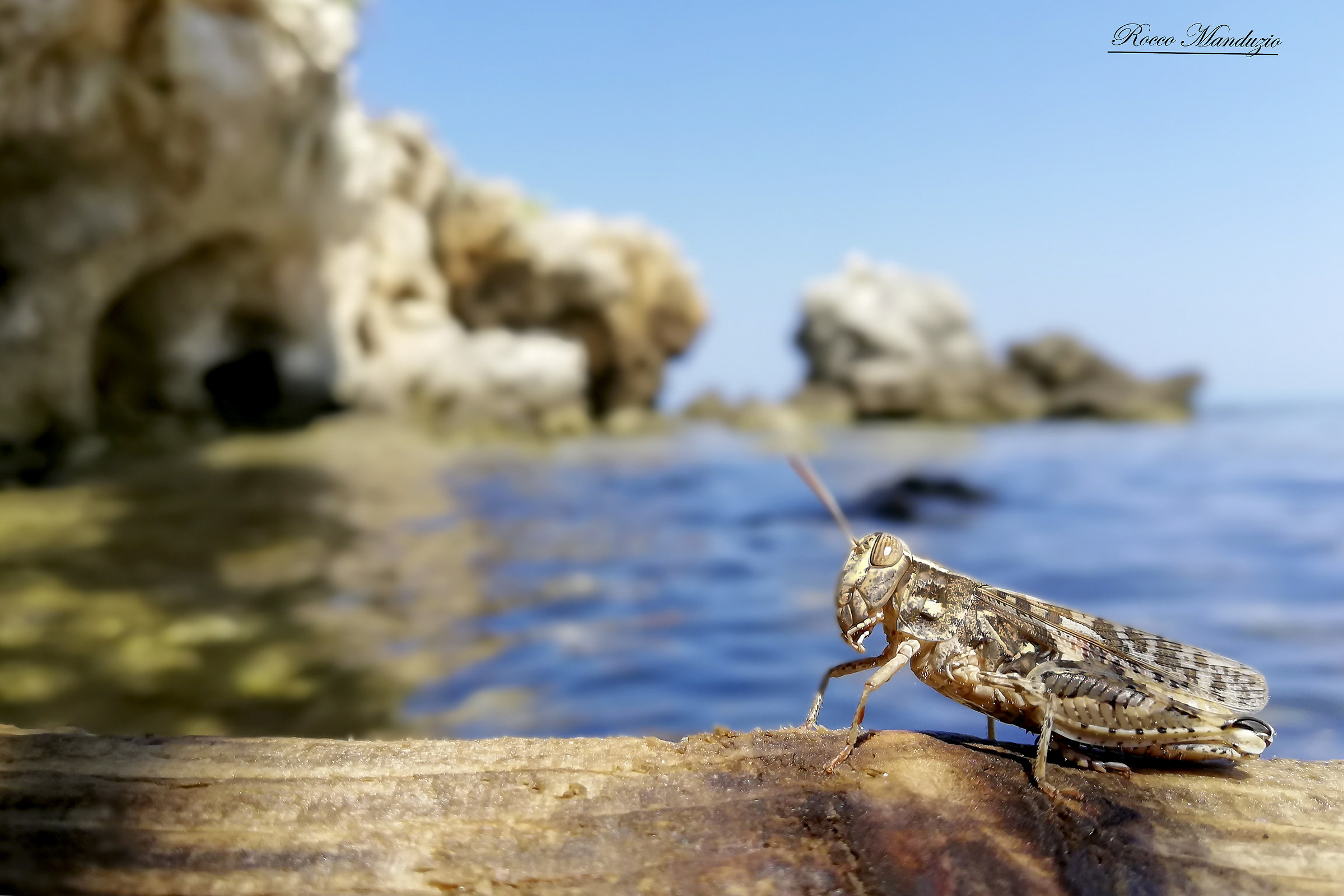 Cavalletta al mare