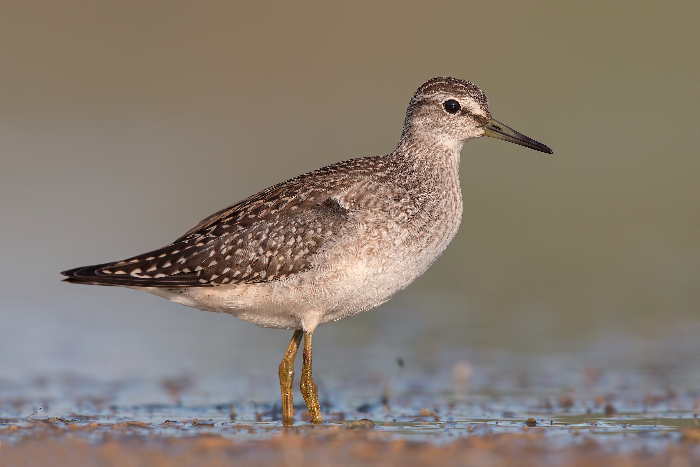 Pyro Pyro Boschereccio