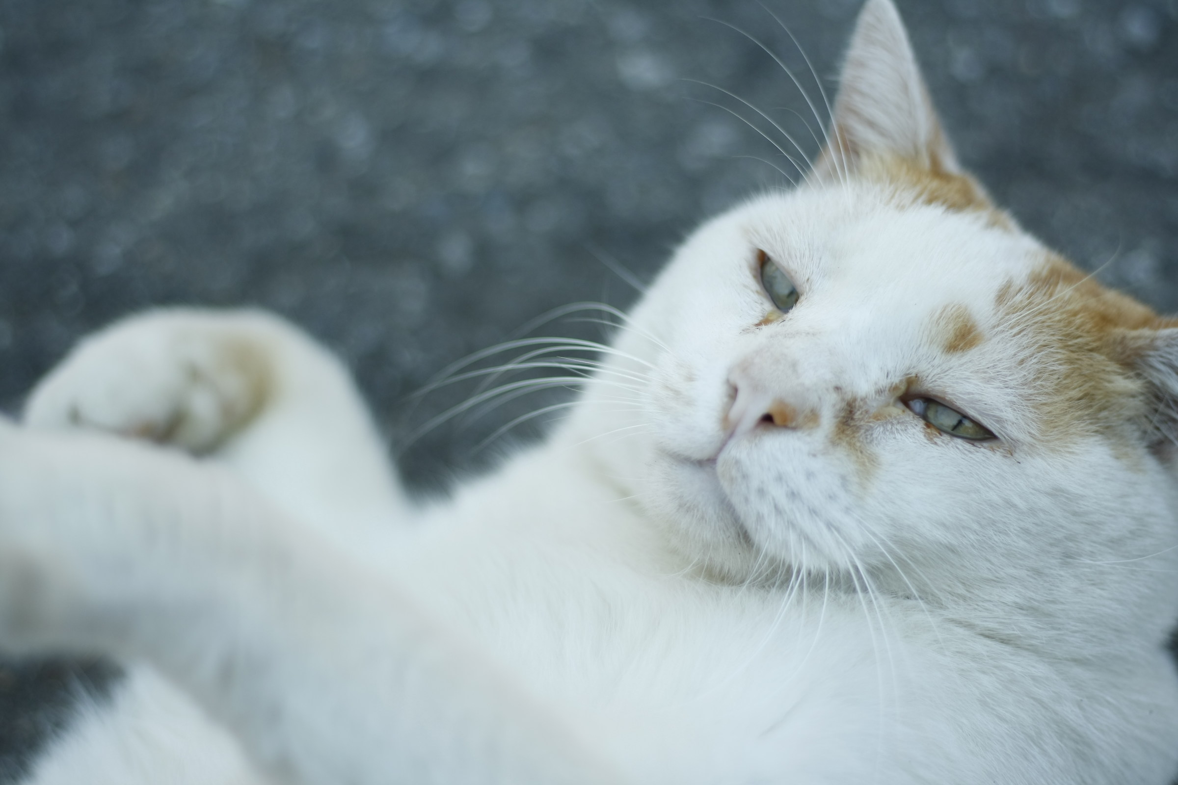 poderosa eleganza ..