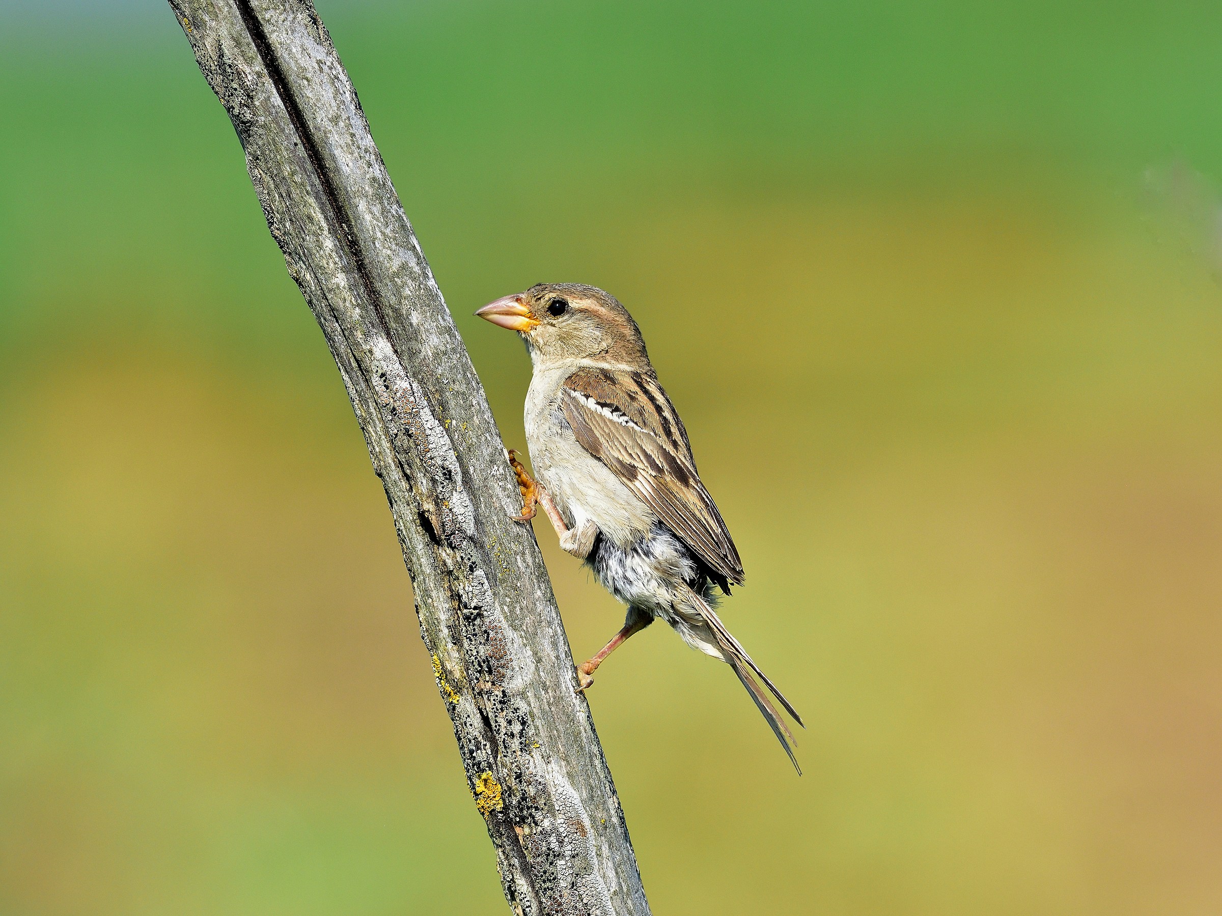 Passera d'Italia Juv