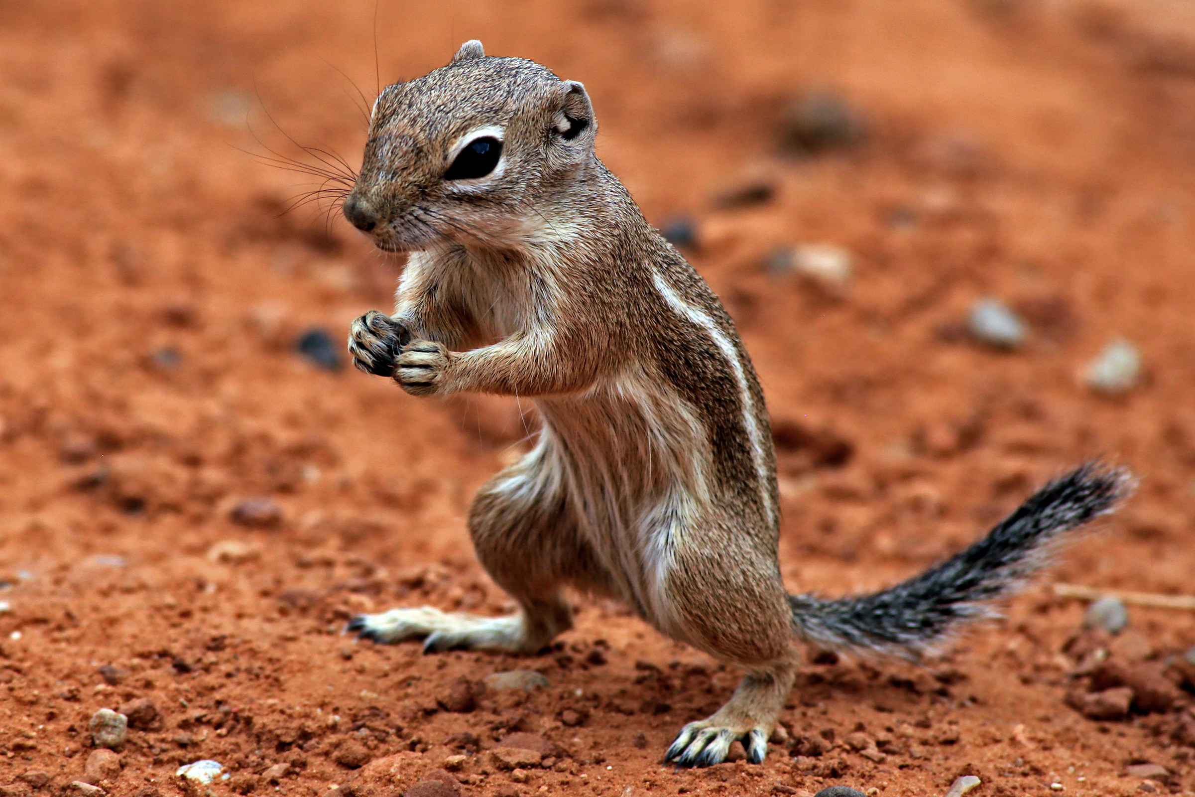 A cute little curious