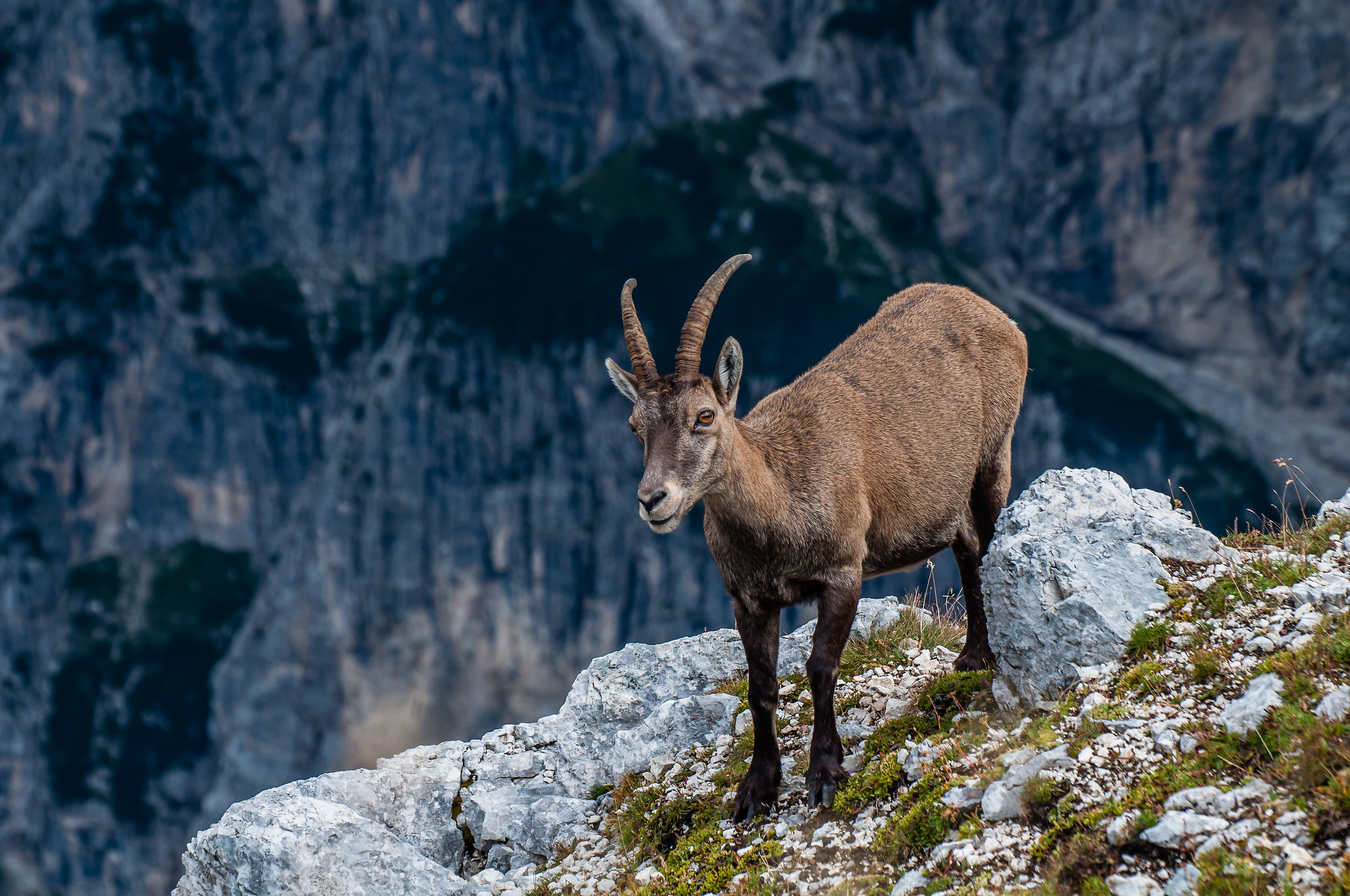 Ibex on the Terrarossa