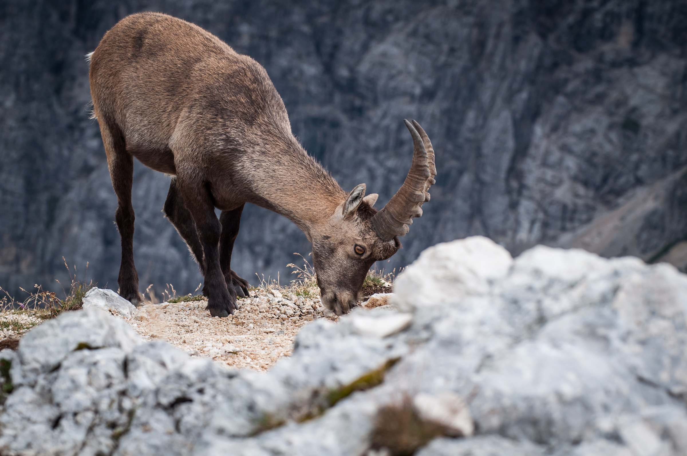 Ibex on the Terrarossa