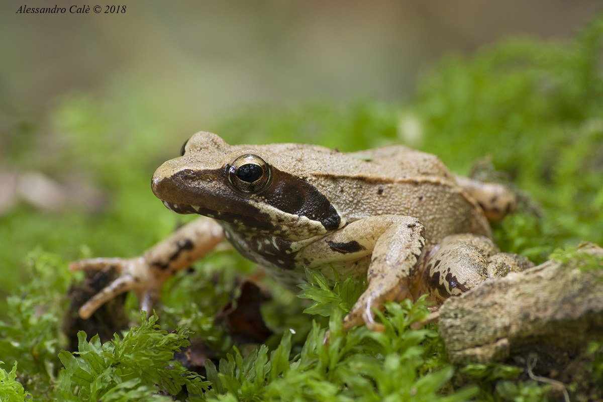 Rana Latestei (Rana di Lateste) 1930