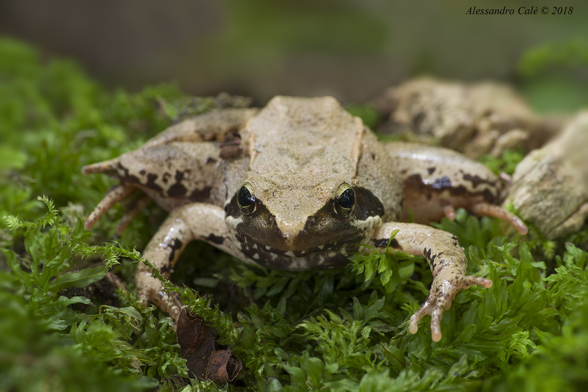 Rana Latestei (Rana di Lateste) 1944