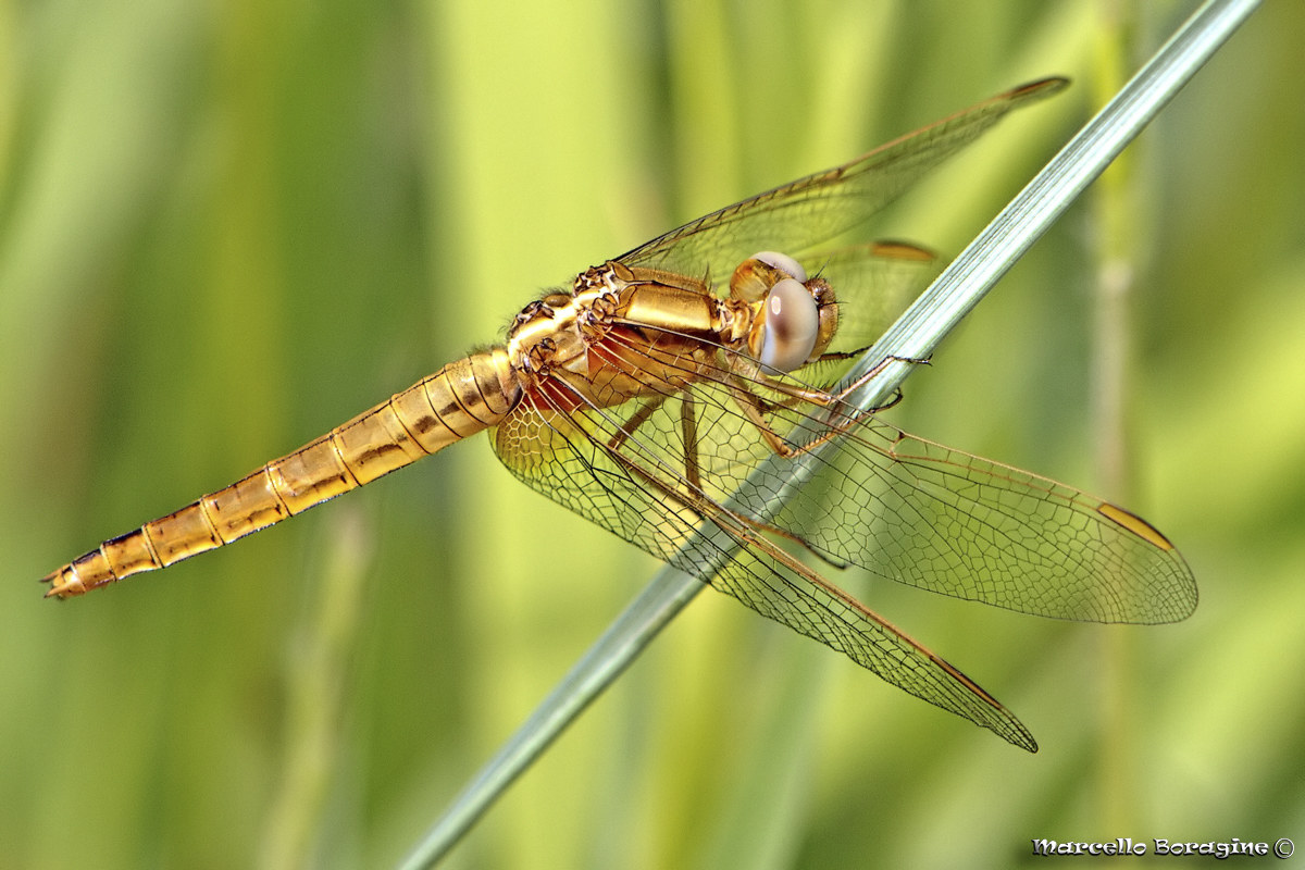 Crocothemis Erythraea