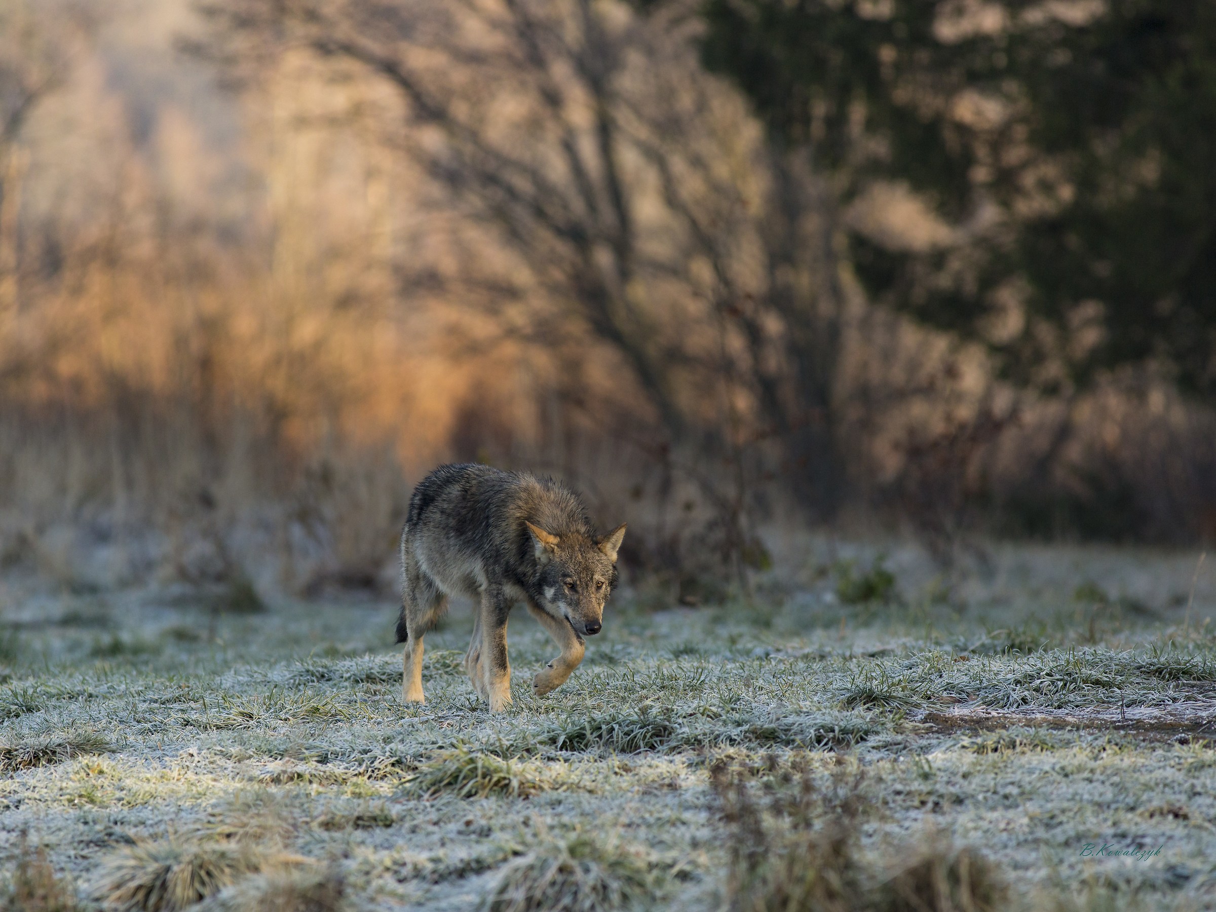 Lupi Bogus Zatwarnica