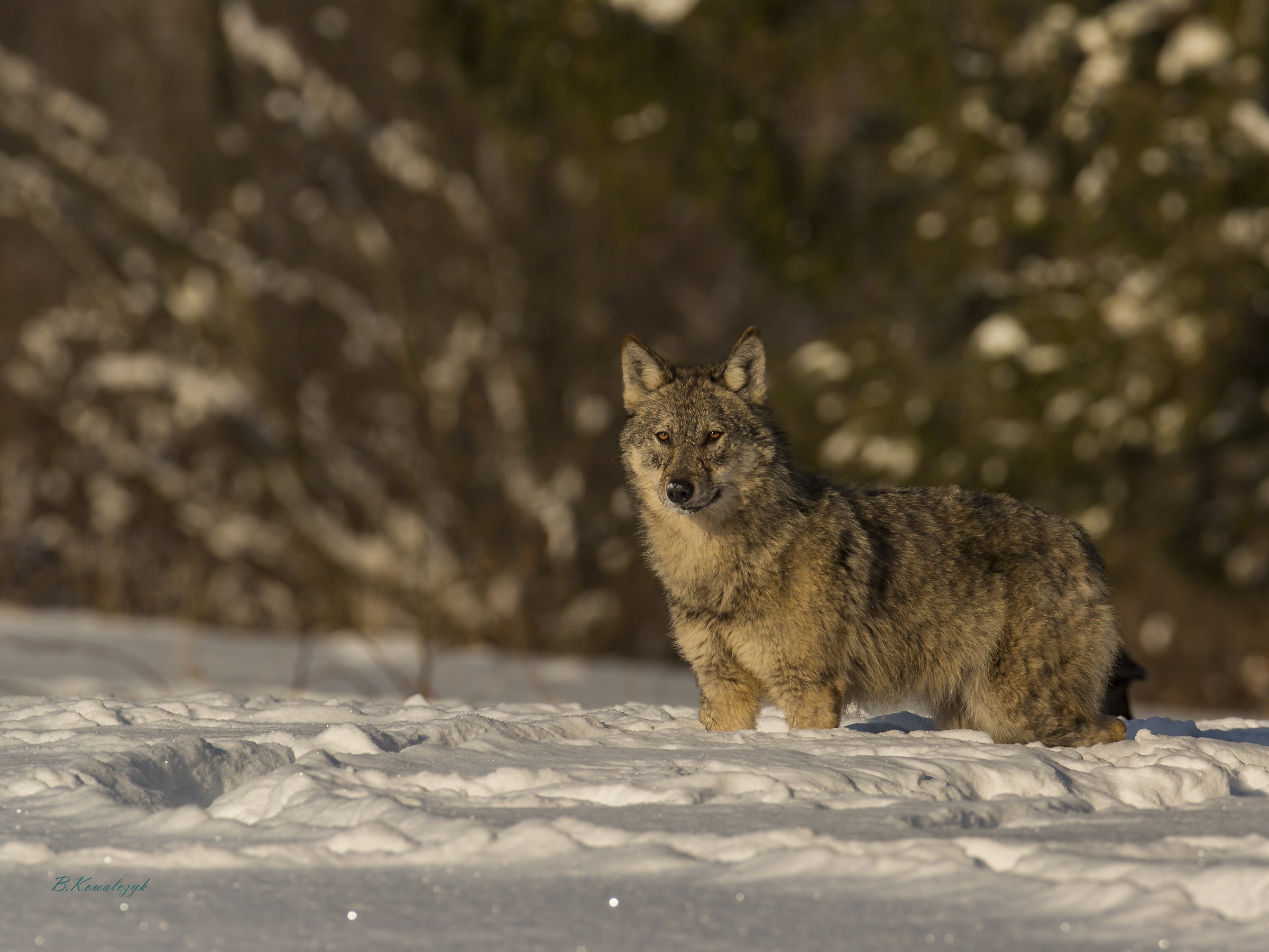 Bogus Wolves Zatwarnica