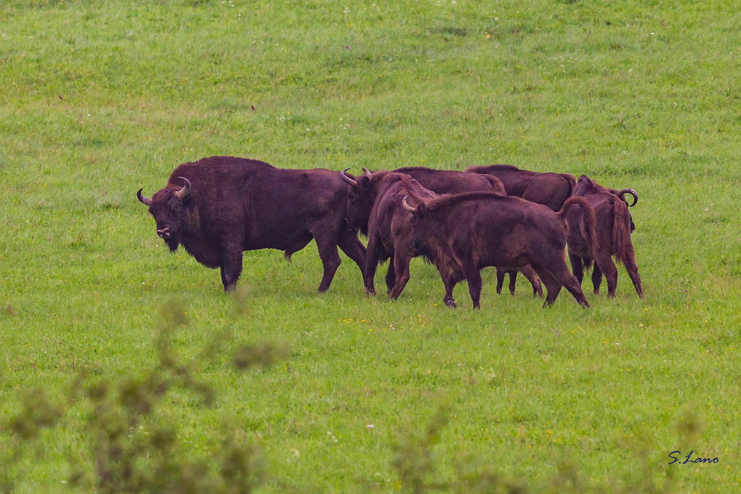 European Bison