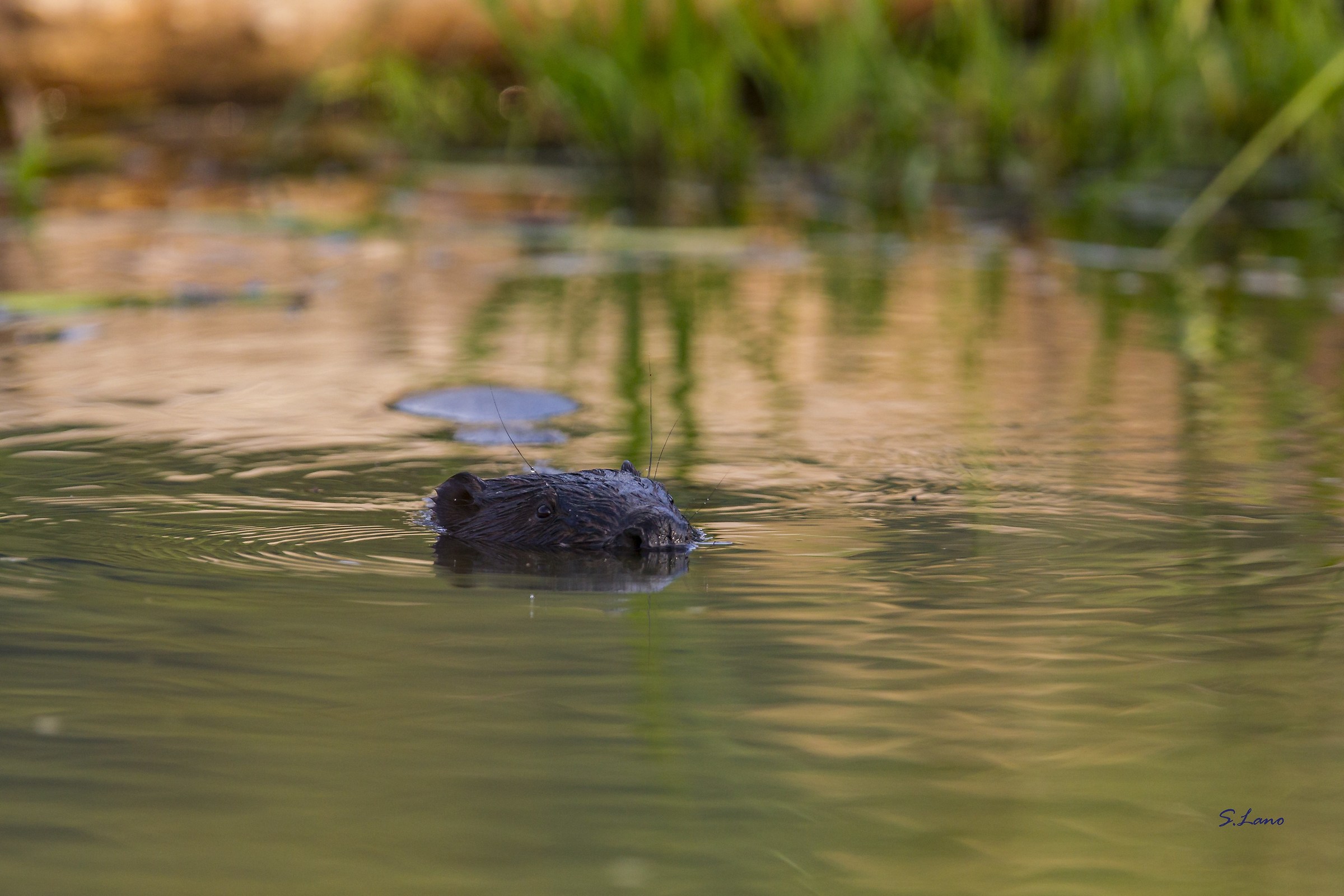 European Beaver
