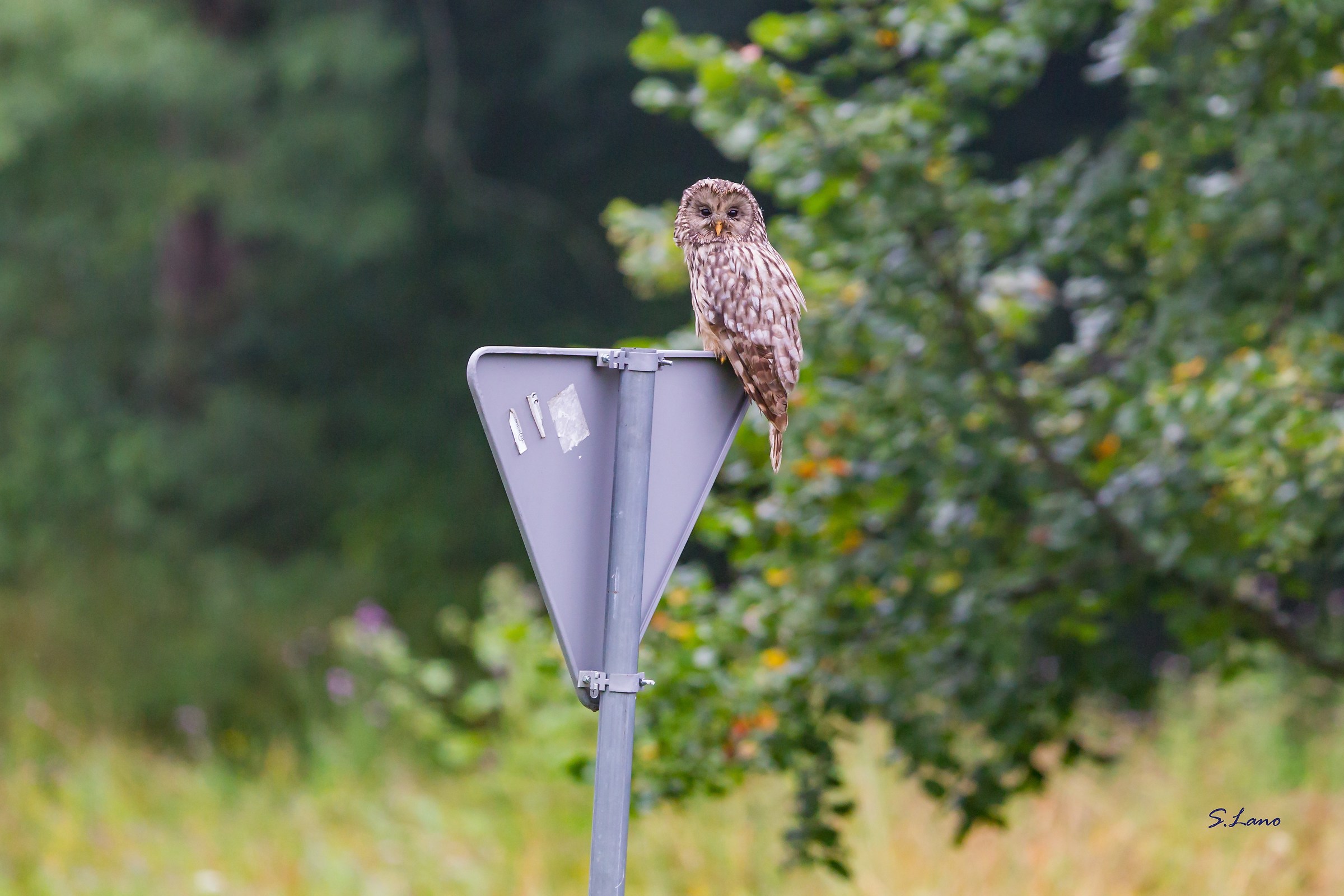 La precedenza è mia