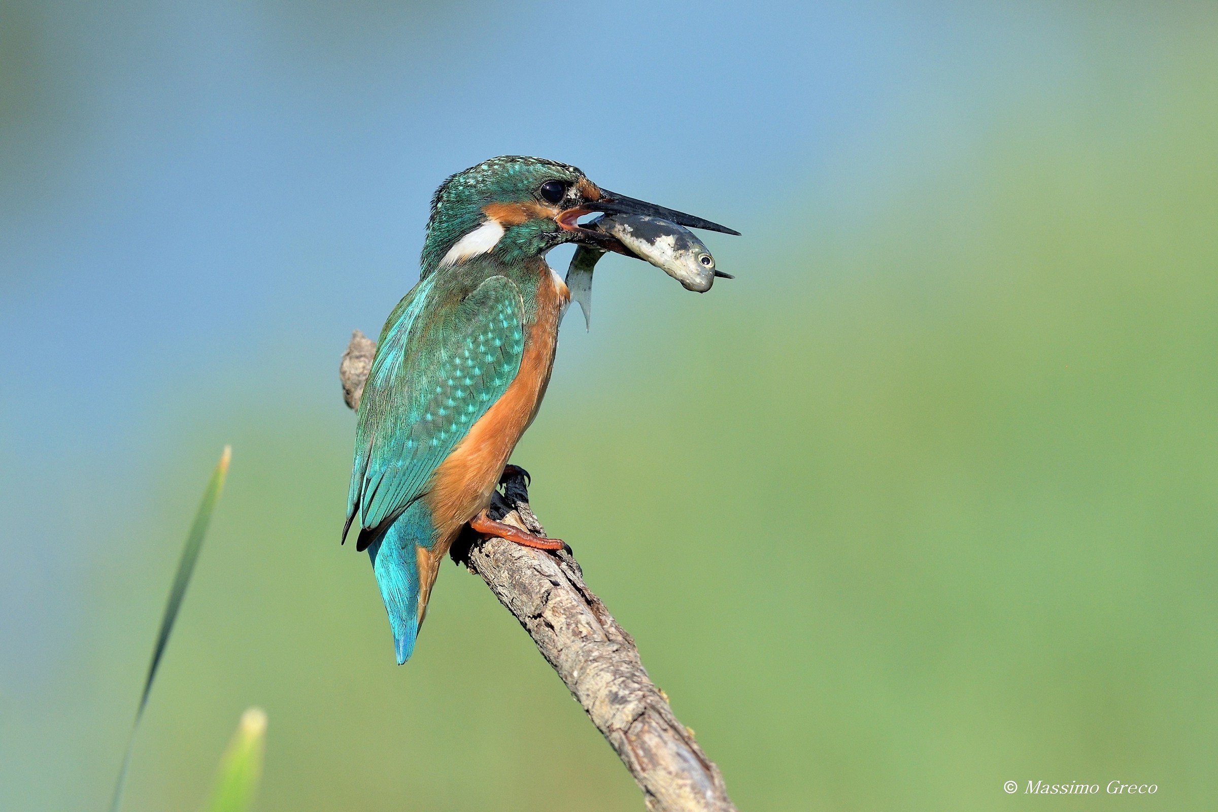 Bel pescione stamattina !