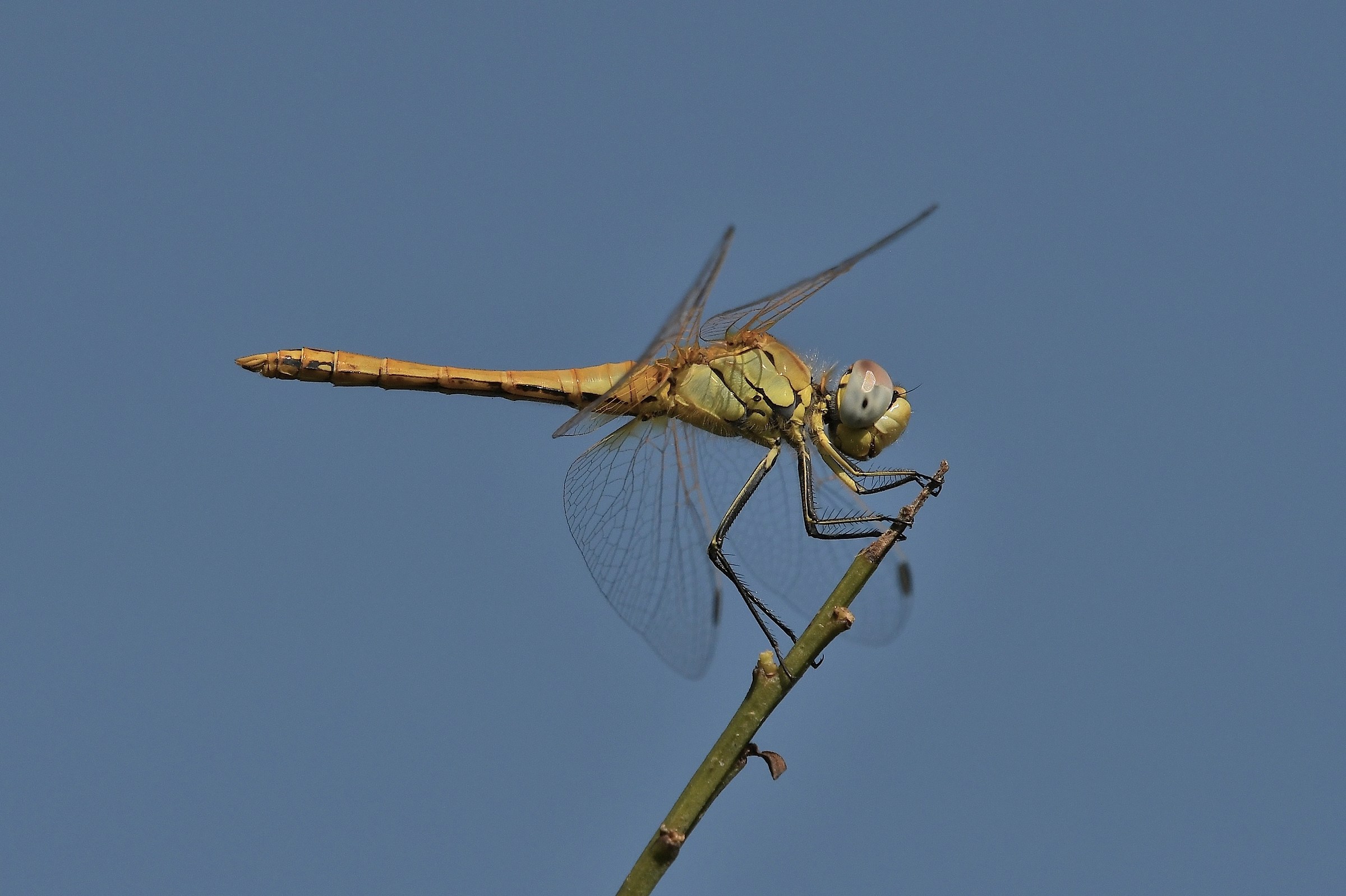 Sympetrum Fonscolombii
