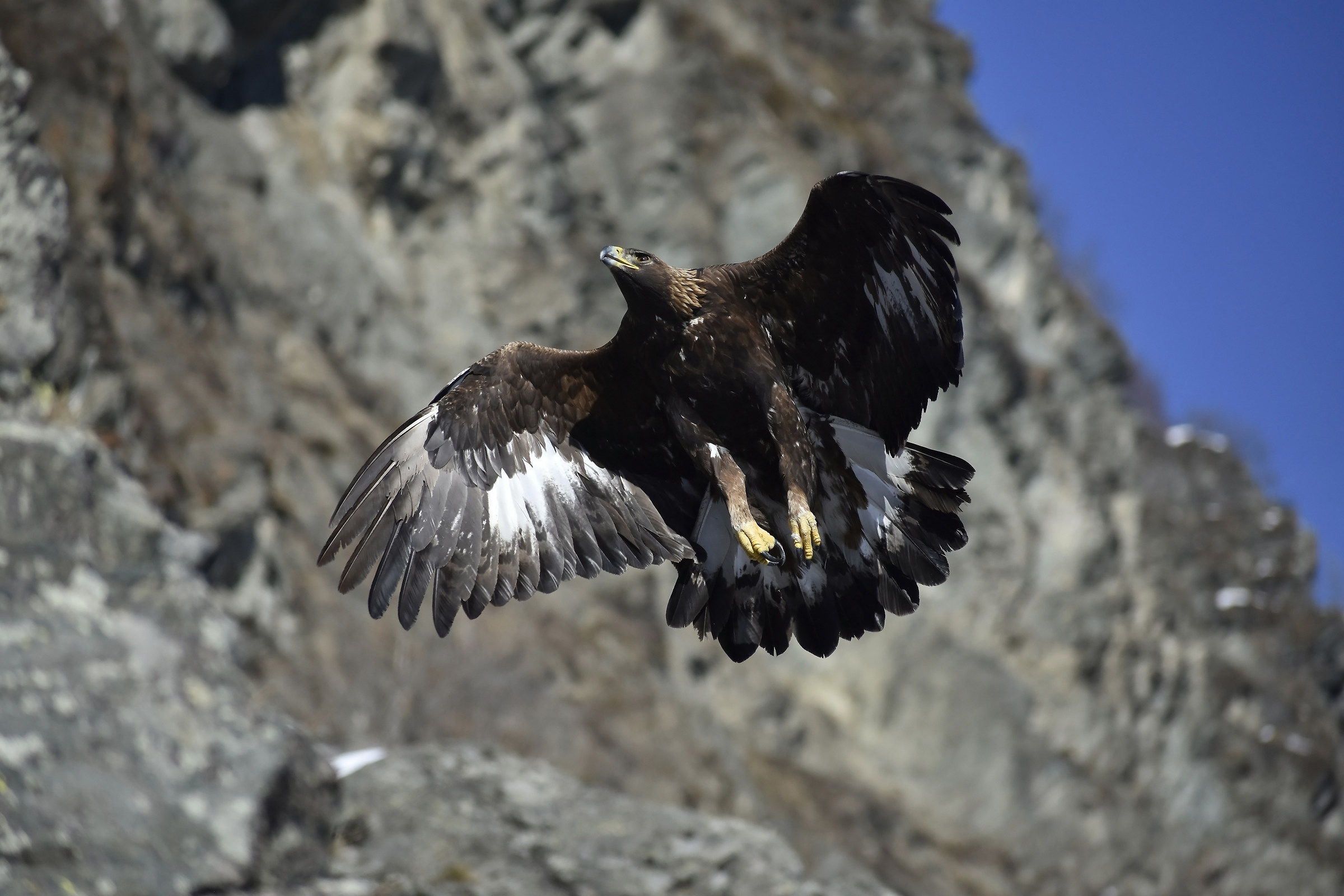 Aquila verso posatoio.