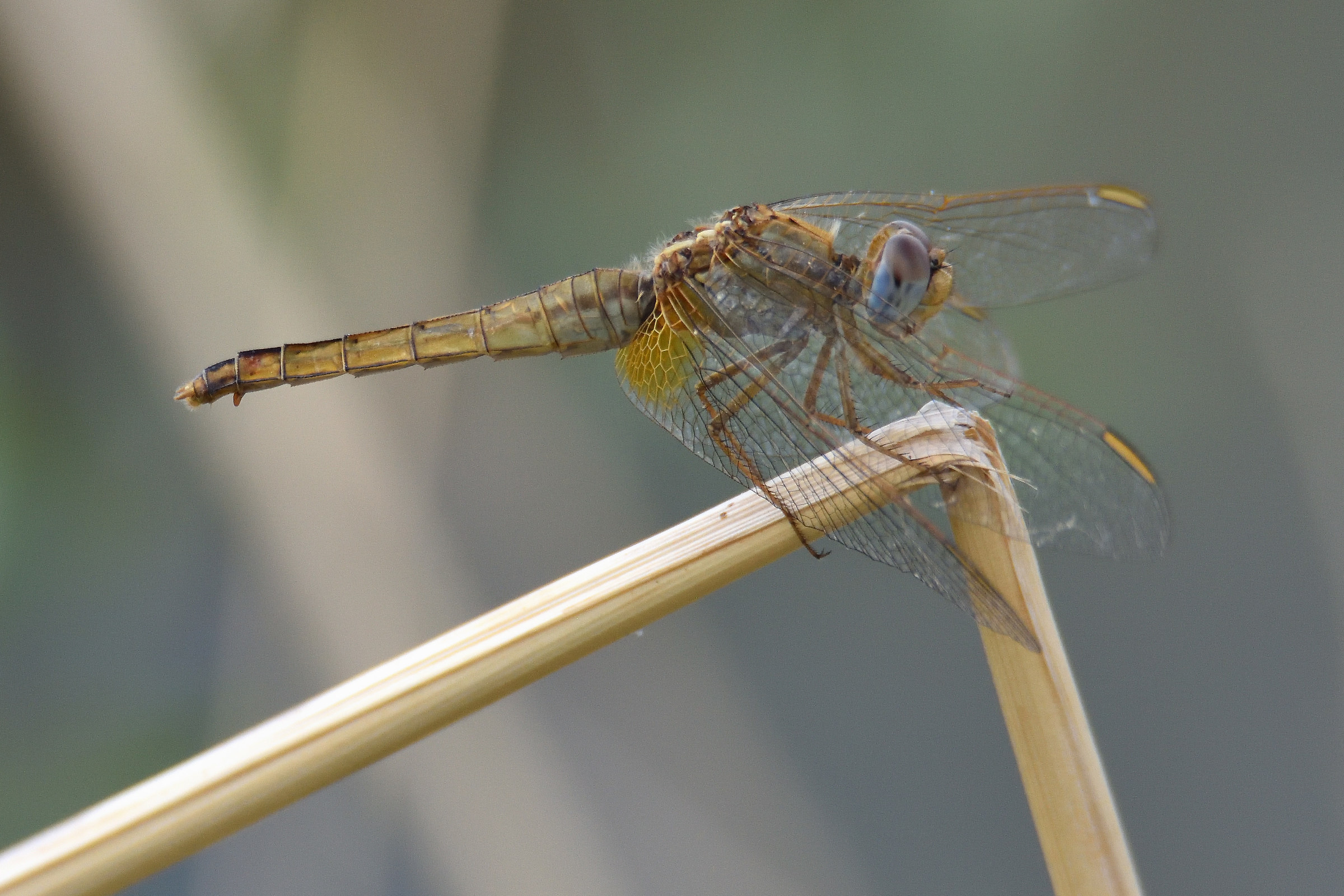 Sympetrum vulgatum
