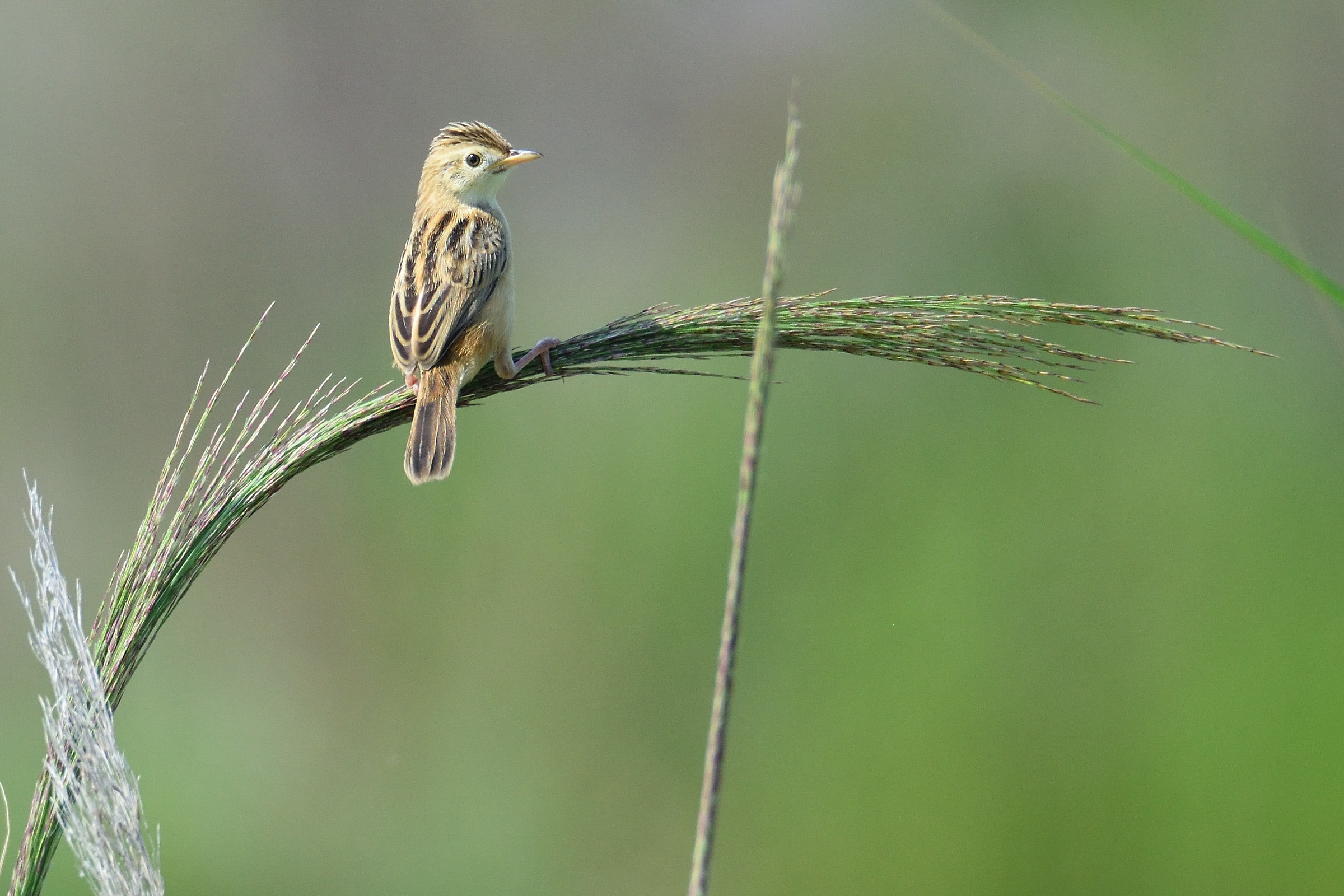 Sedge Warbler
