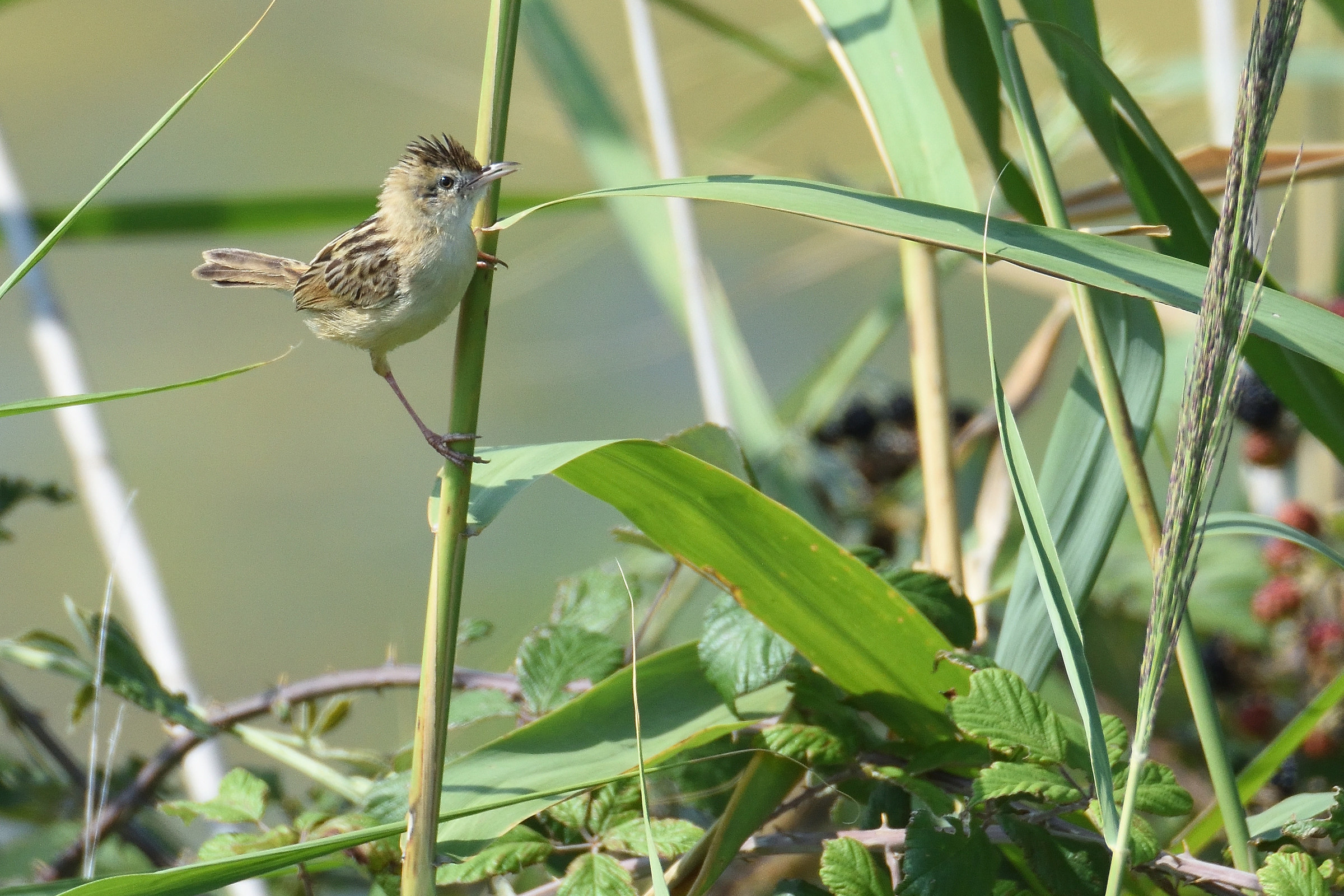 Sedge Warbler