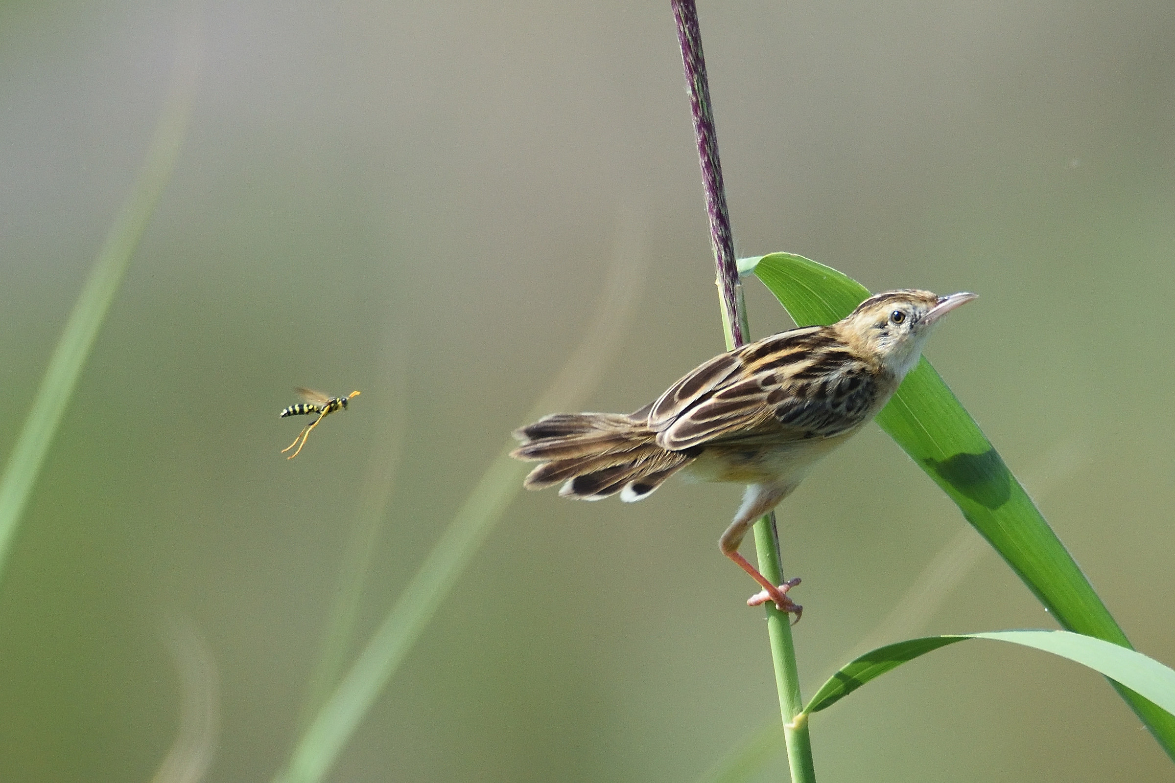 Sedge Warbler