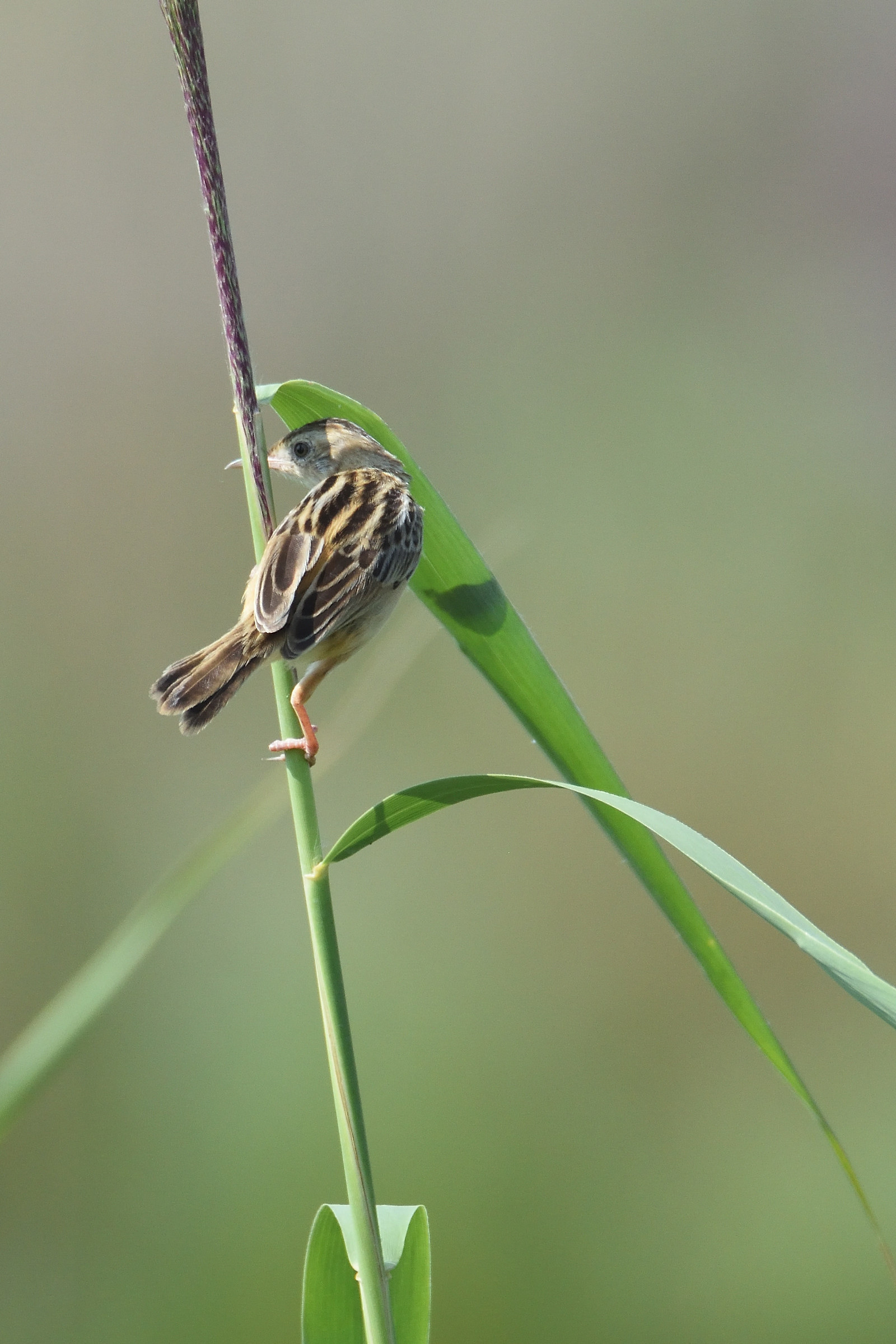 Sedge Warbler