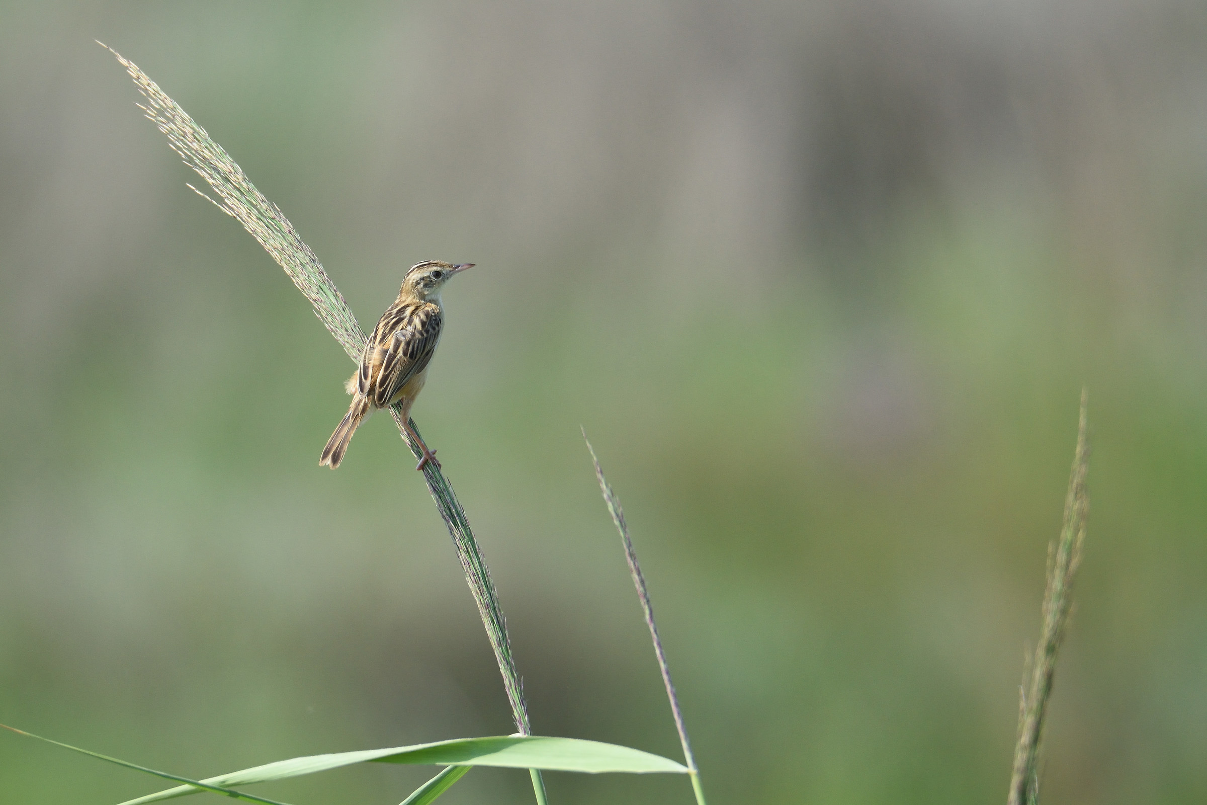 Sedge Warbler