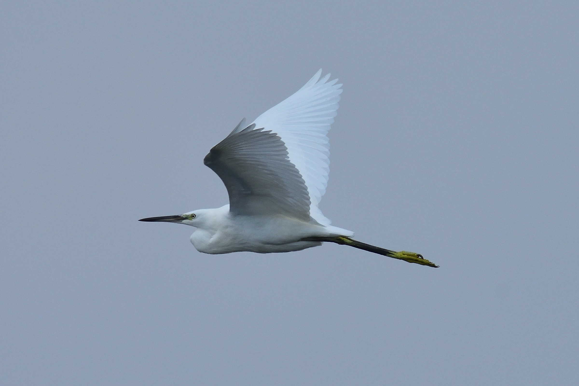 Egret