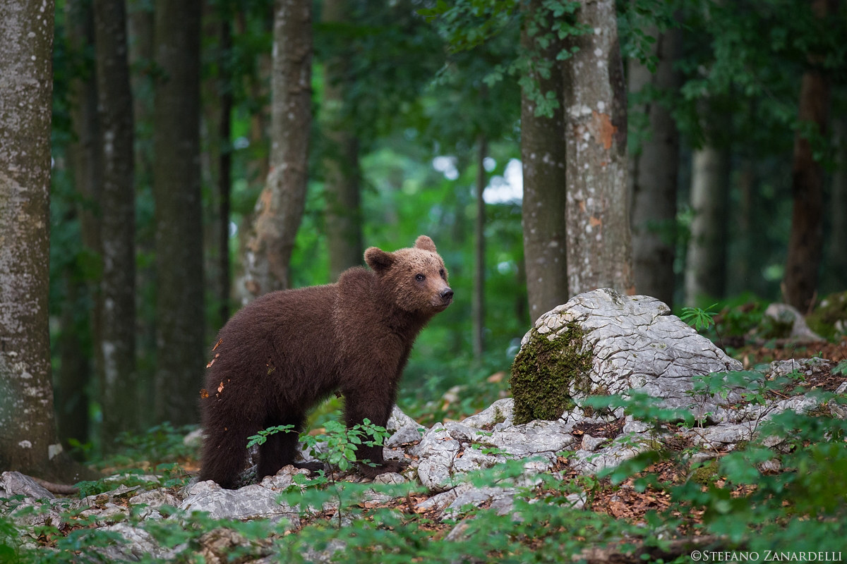 Young Brown Bear