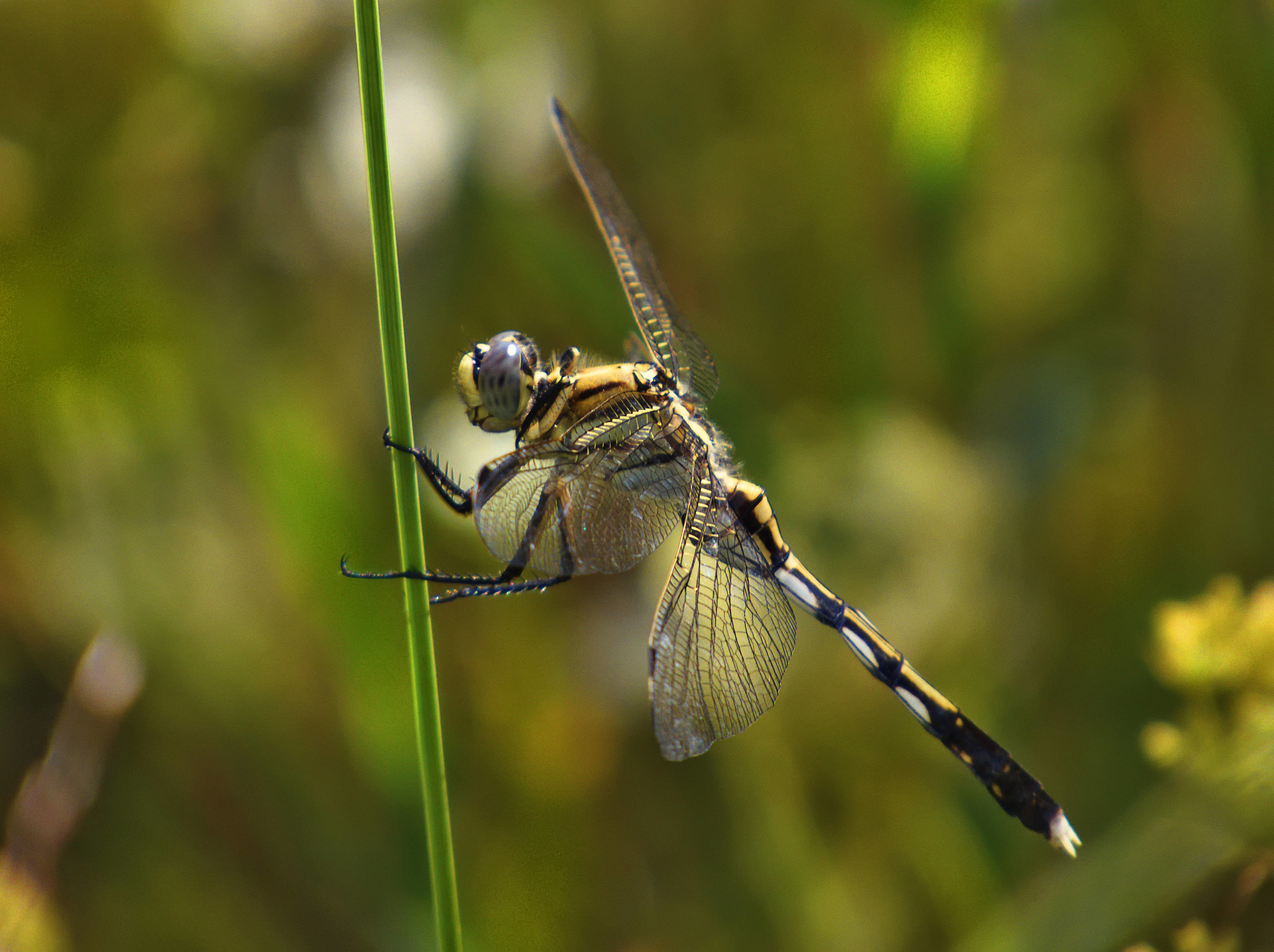 Dragonfly very common inland rice fields right now