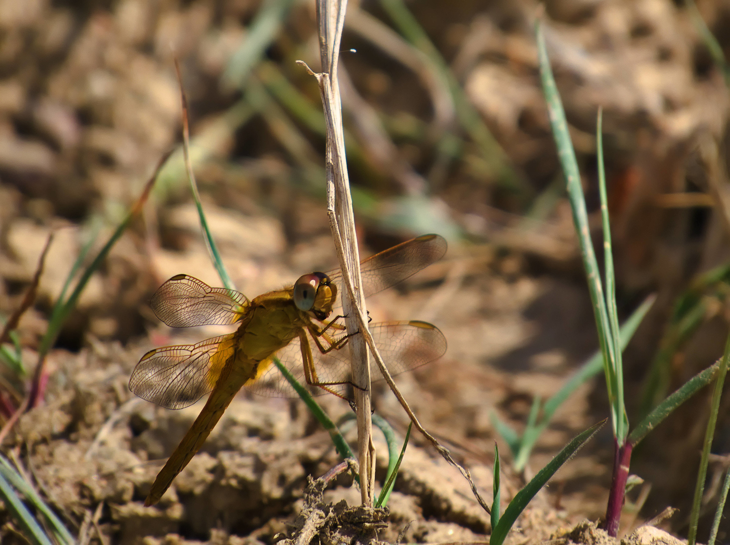 Femmina di Crocothemis erythraea.