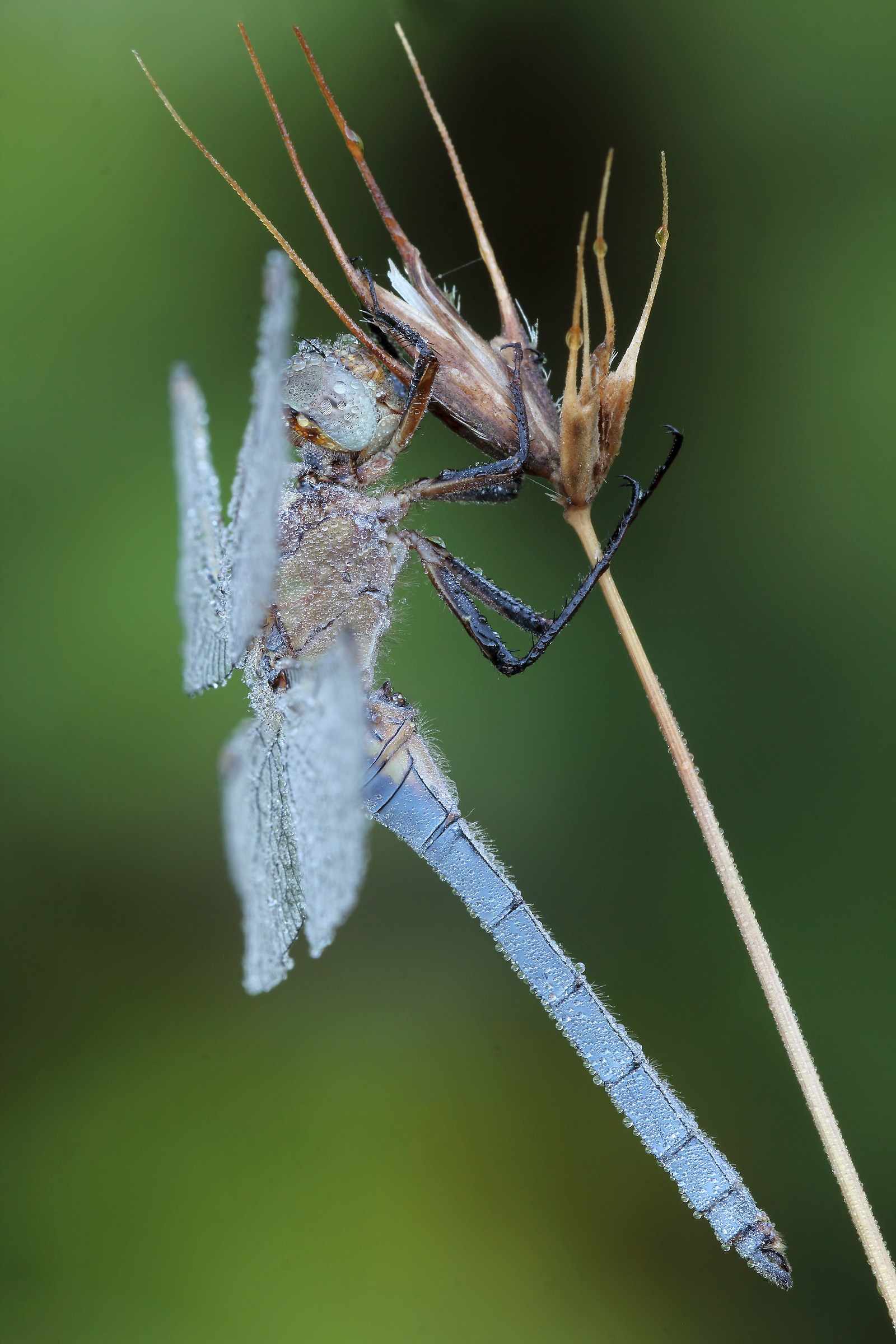 ....un poco di frescura !