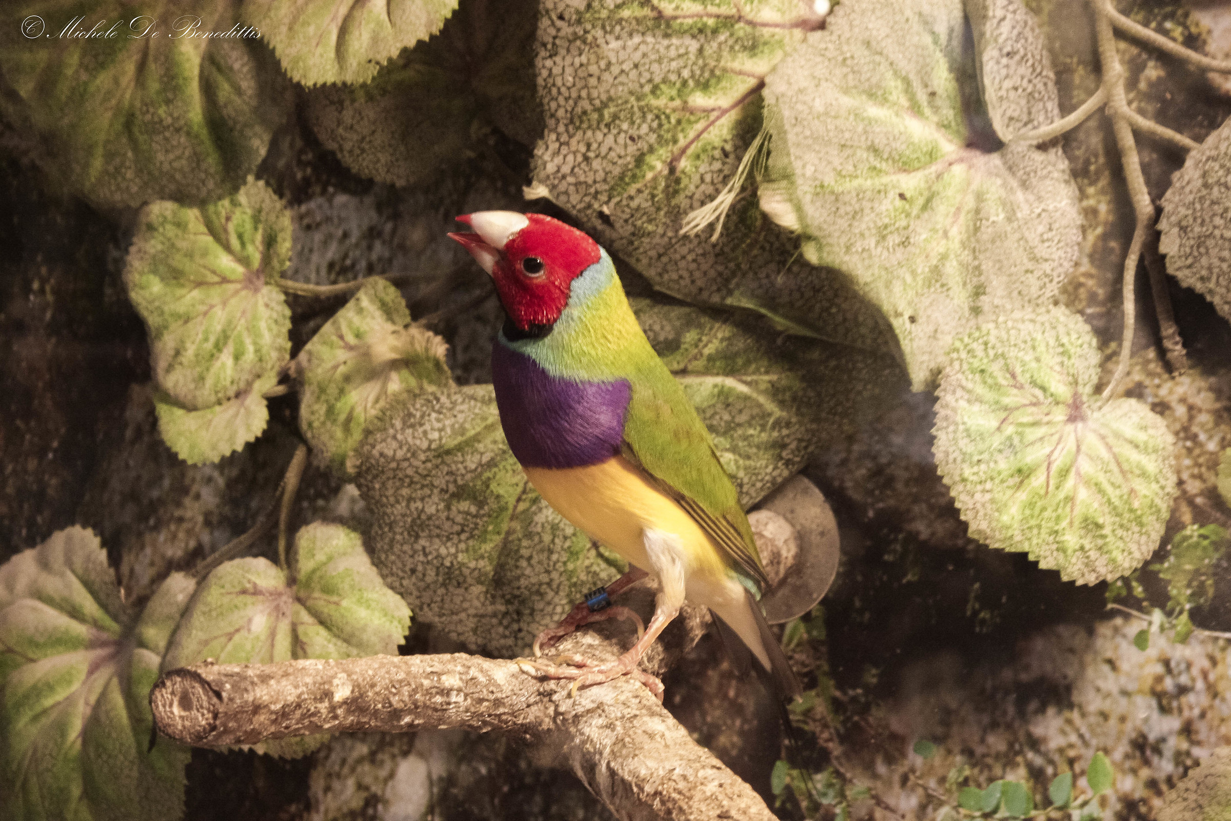 At the zoo of Fasano