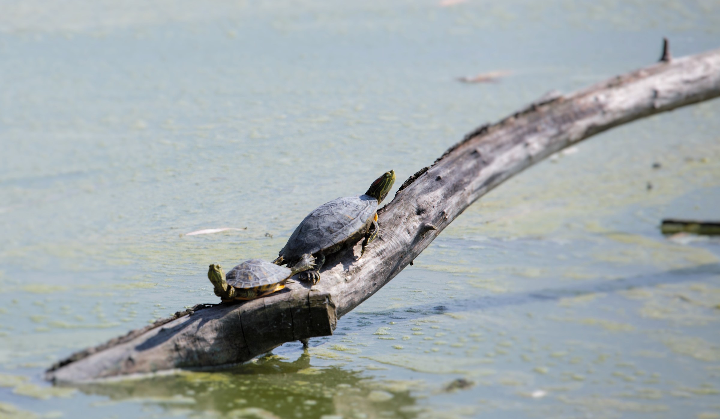 In the Sun in company