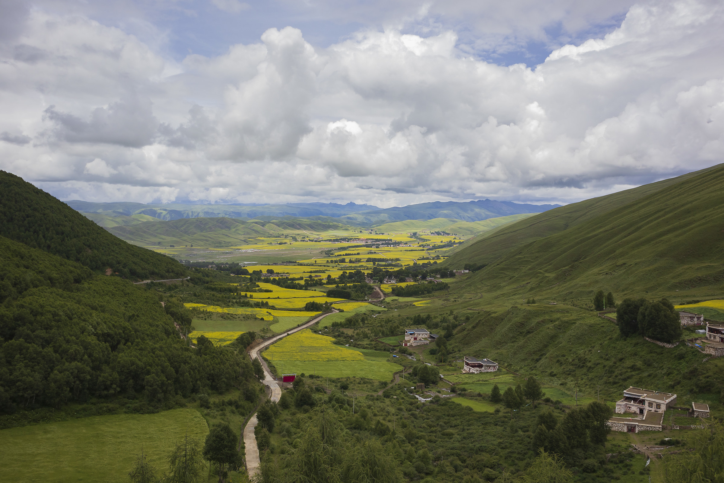 Cina-Sichuan.Kham.paesaggio con colza 4000metri