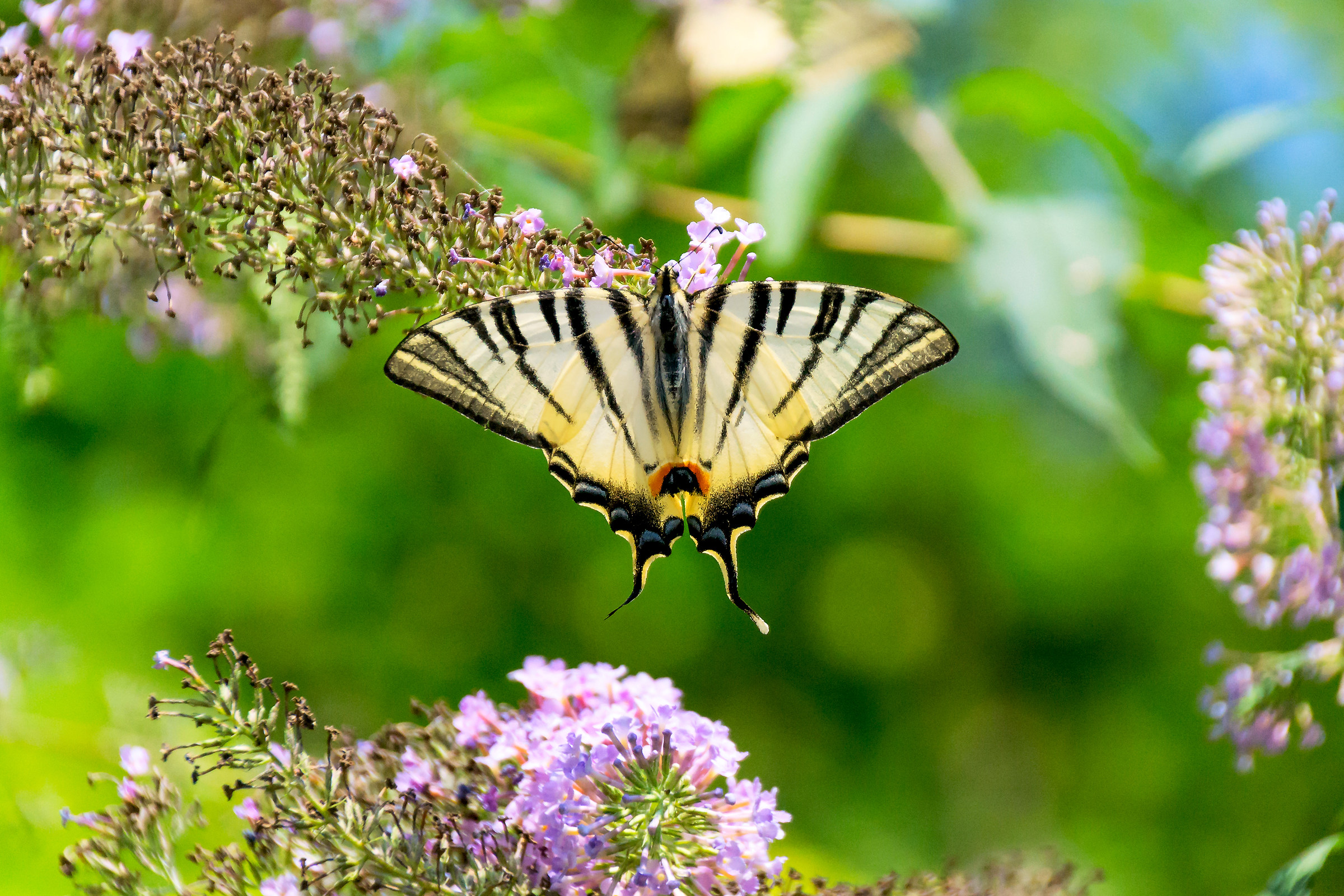 Swallowtail