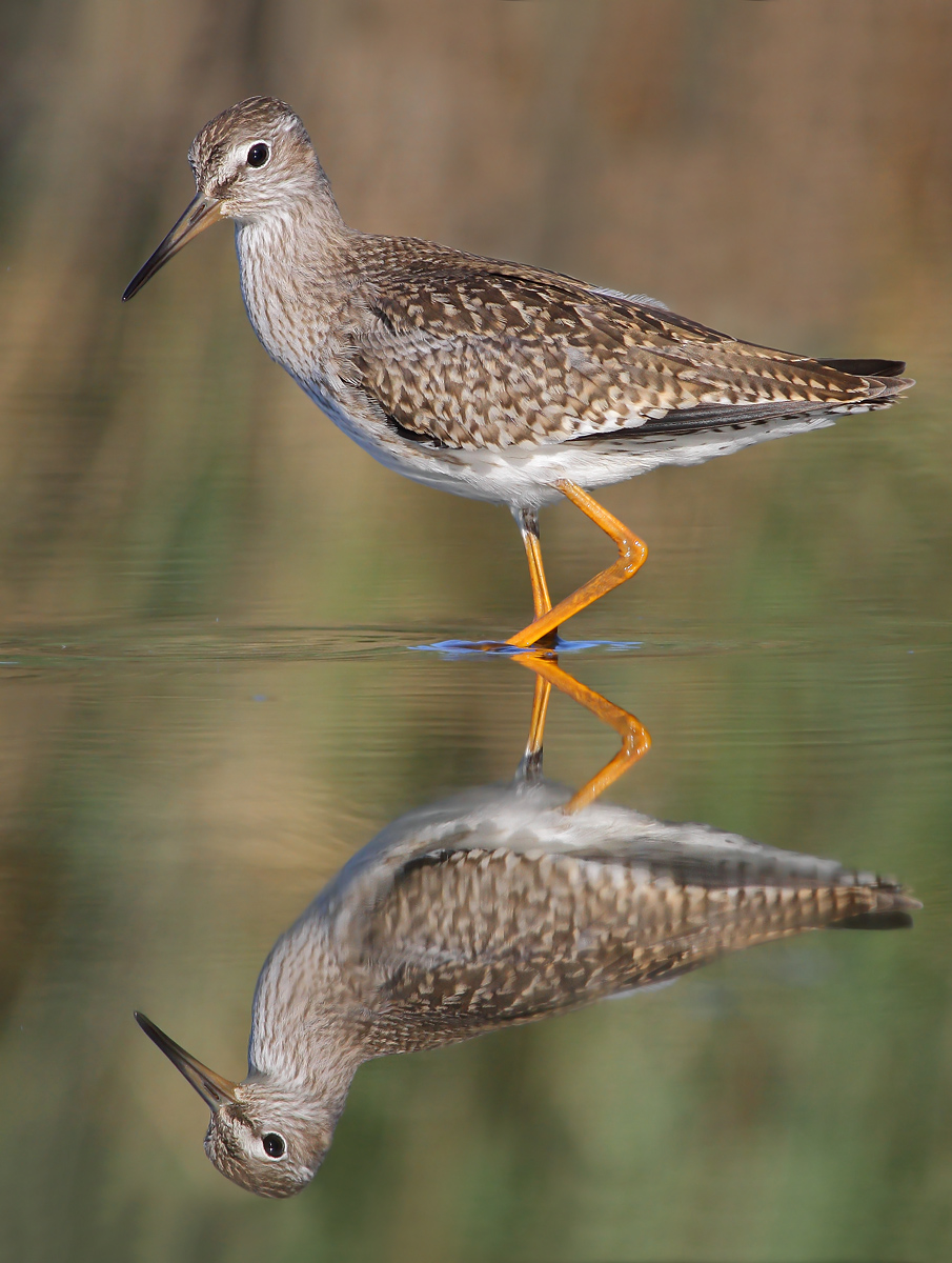 Redshank