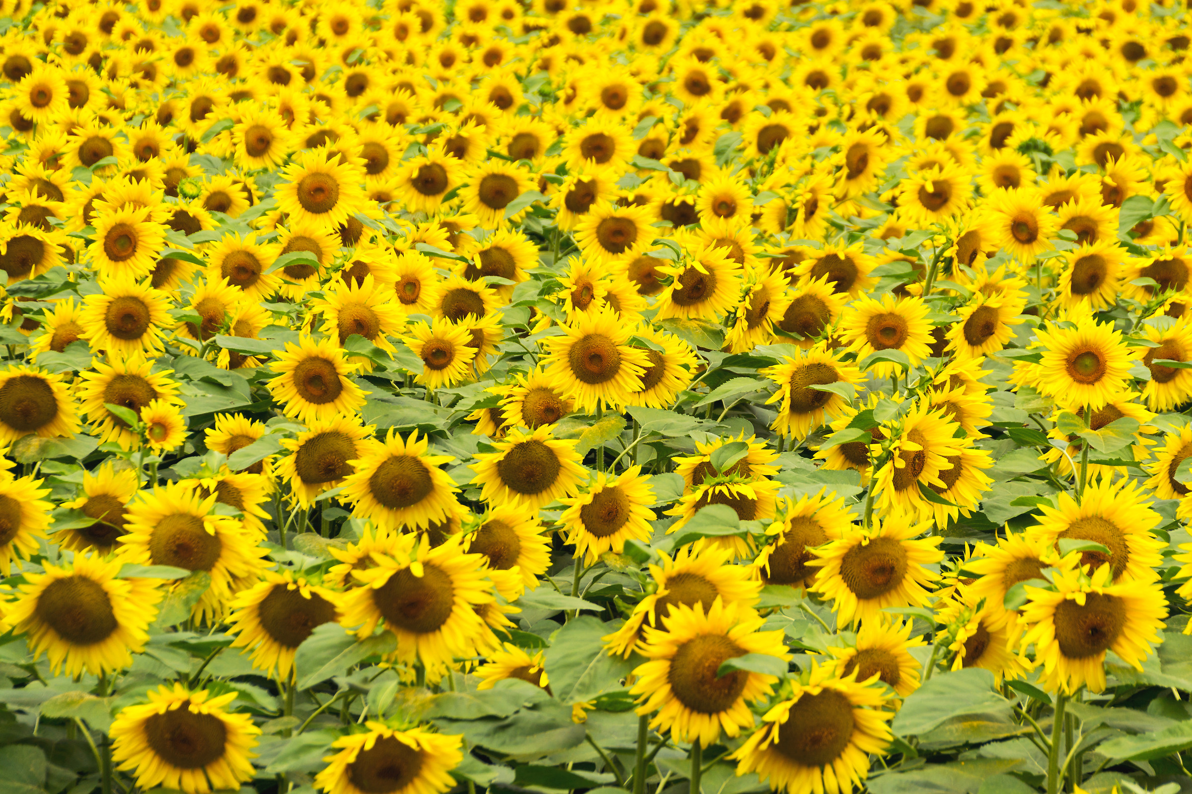 Sunflowers