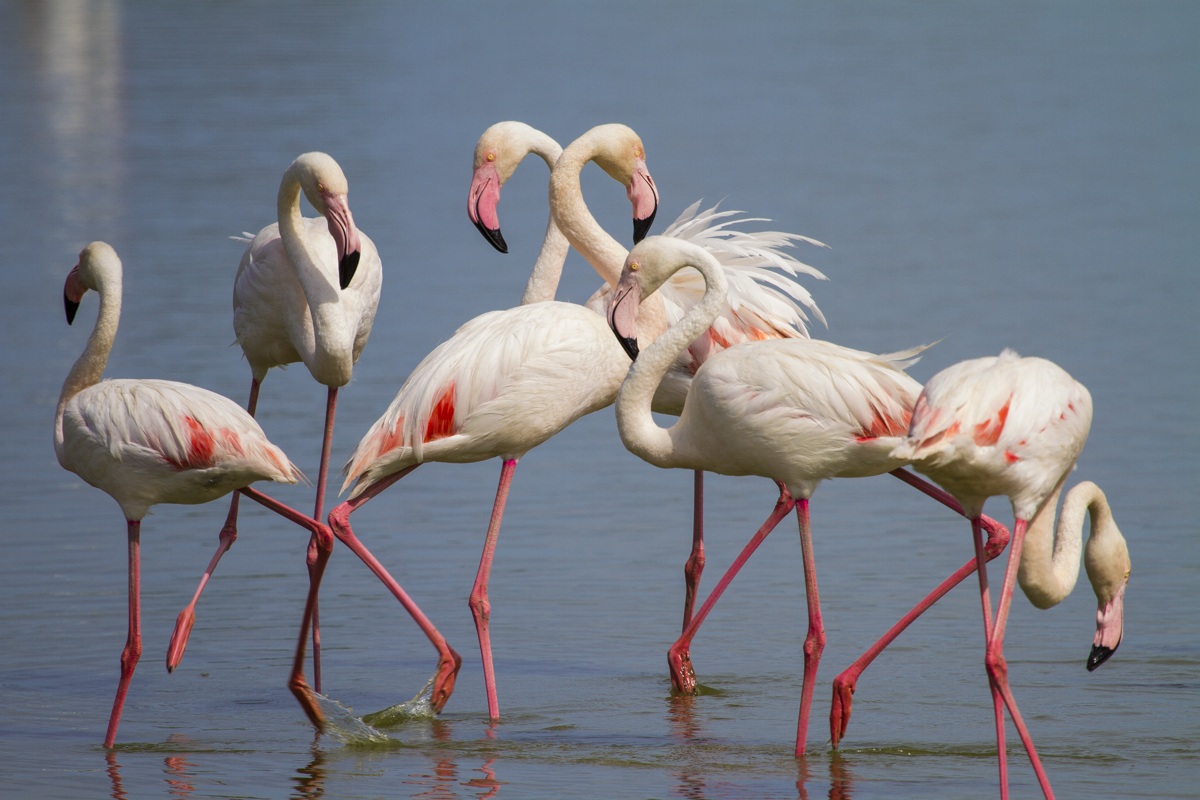 Flamingos