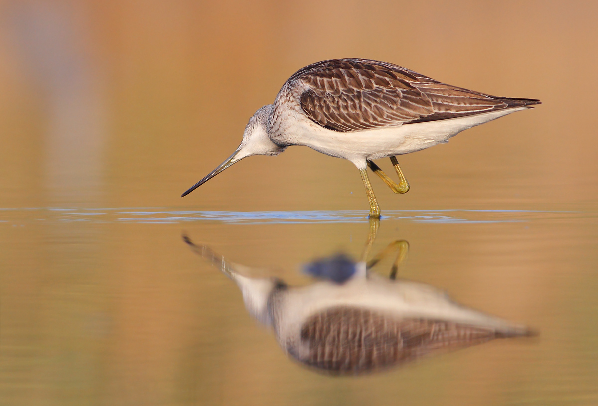 Greenshank