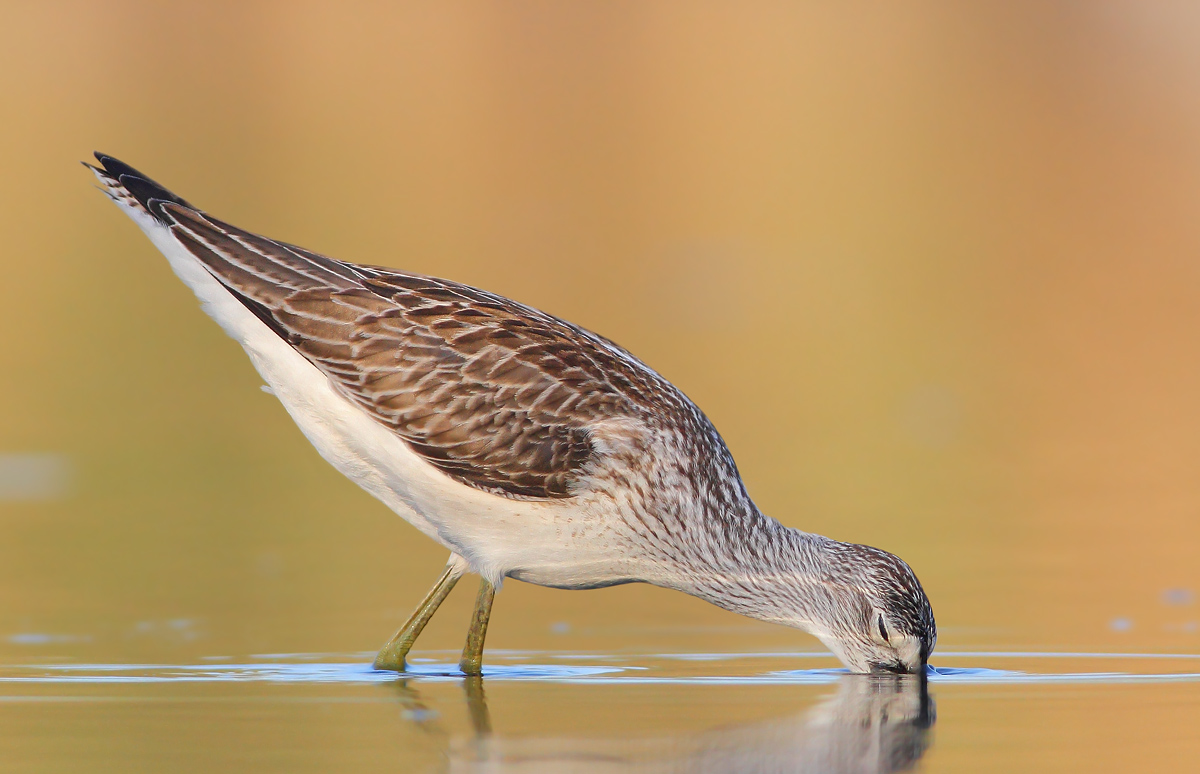 Greenshank