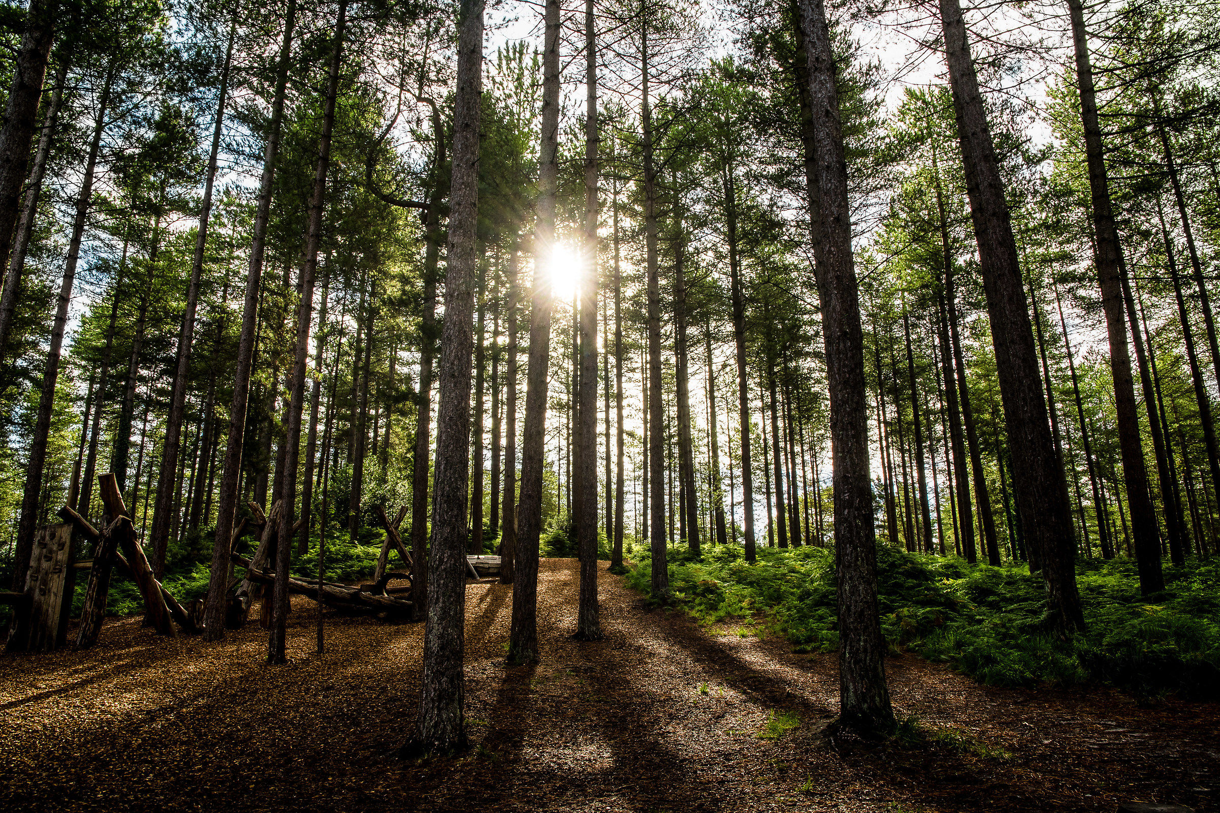 If you go down to the woods today...... to be deleted!