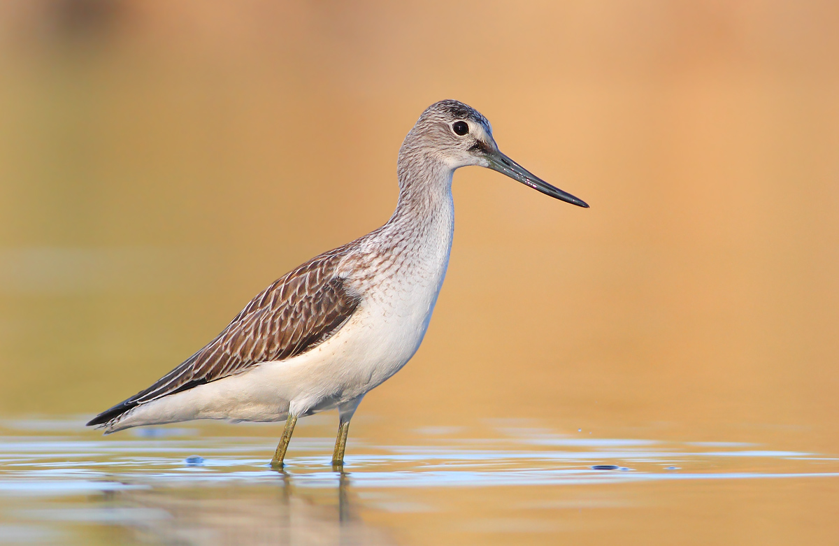 Greenshank